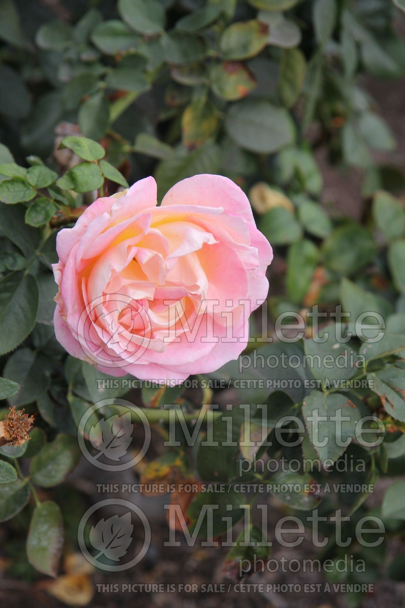 Rosa Elle aka Meibderos (Hybrid Tea Rose) 3
