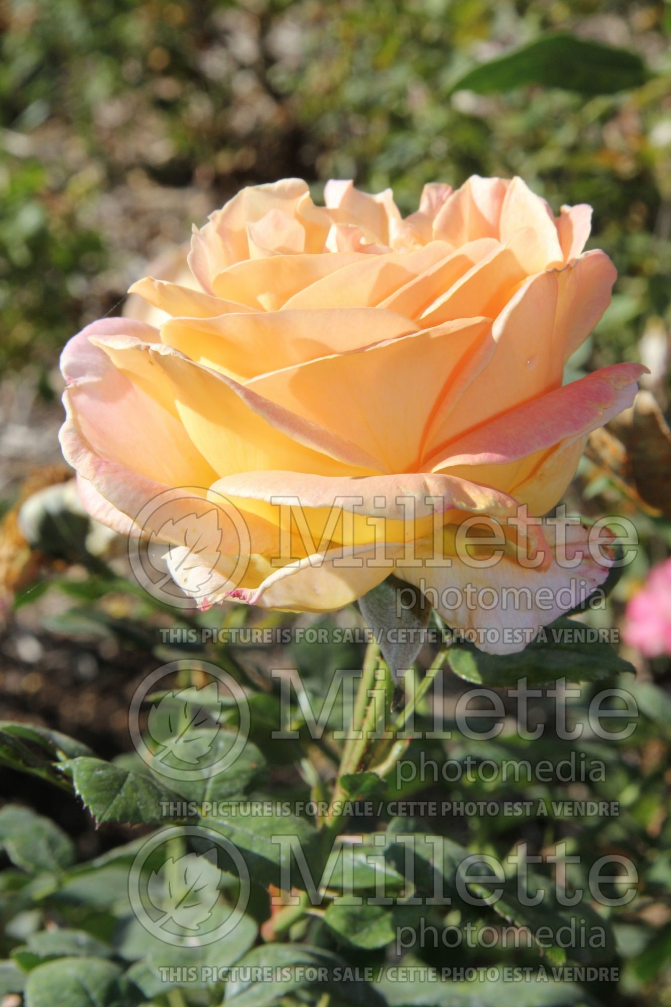 Rosa Elle aka Meibderos (Hybrid Tea Rose) 2