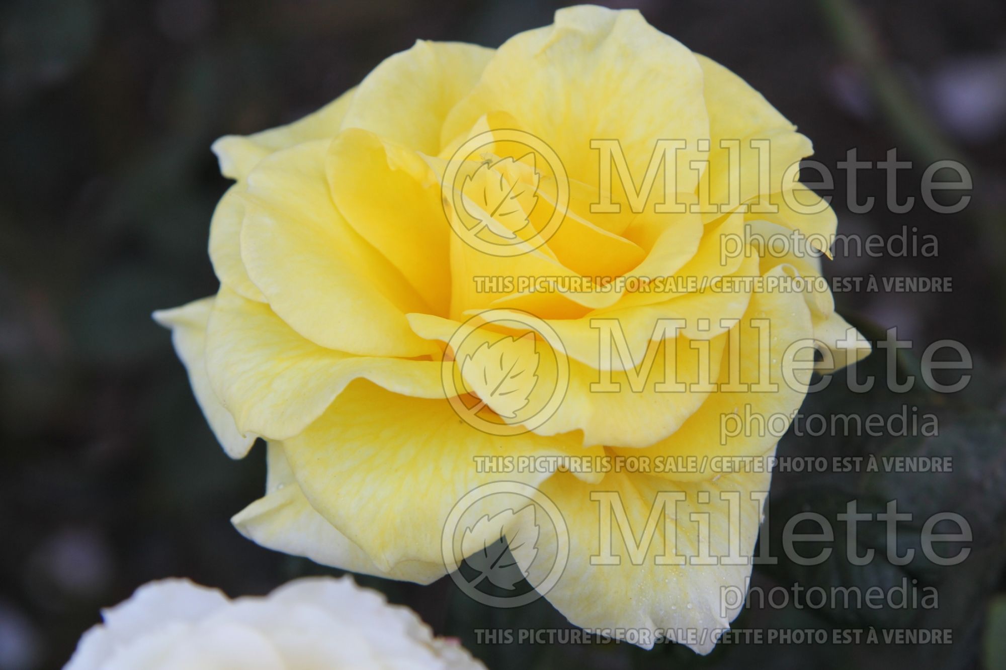 Rosa Bon-Bon (floribunda Rose) 2