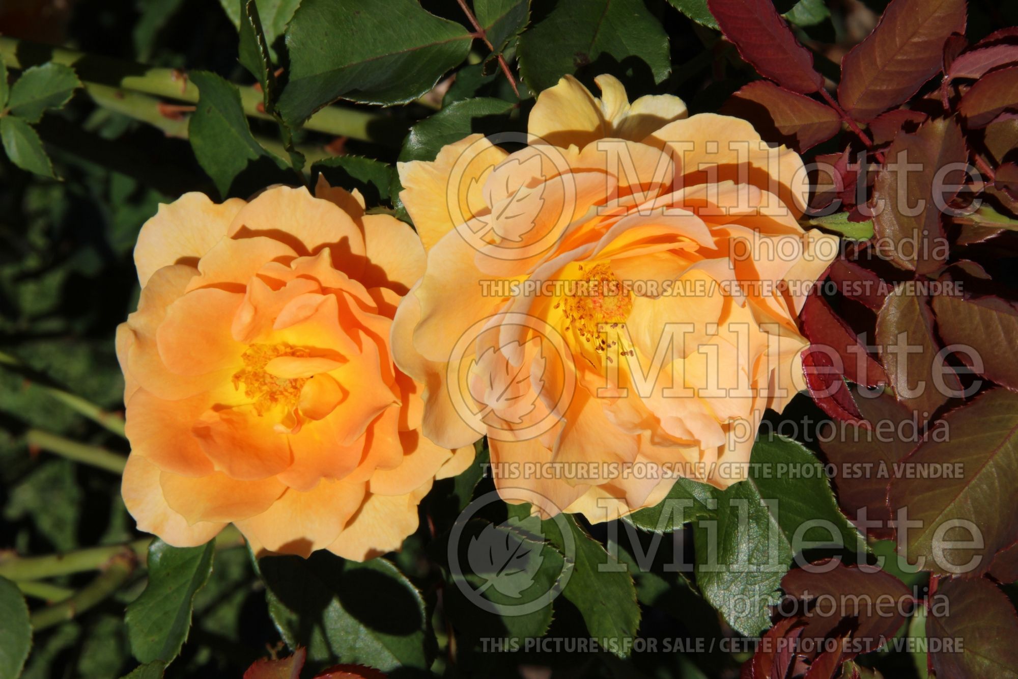 Rosa Honey Perfume aka JACarque (Floribunda Rose) 3