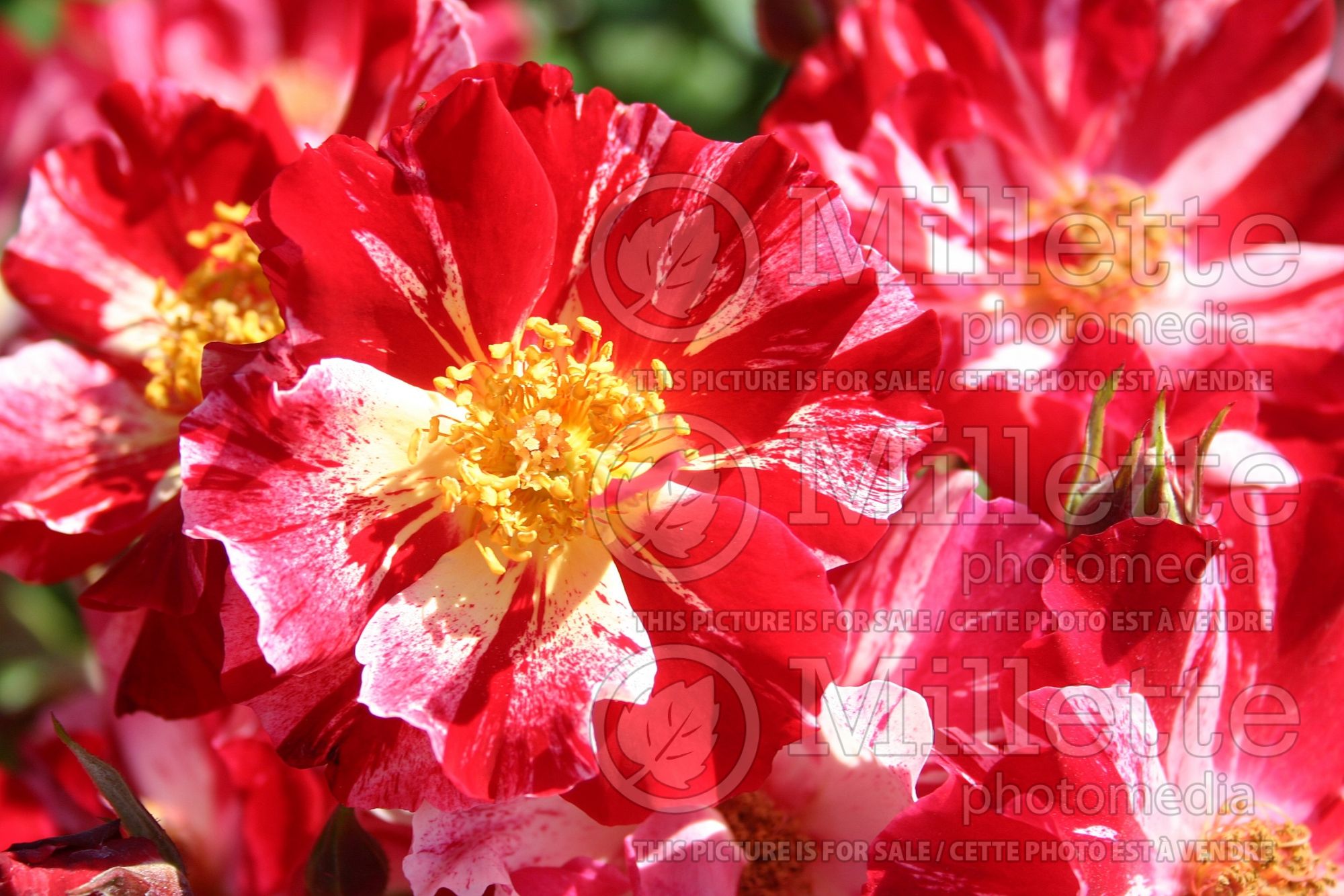 Rosa Fourth of July aka Wekroalt (climbing rose) 2