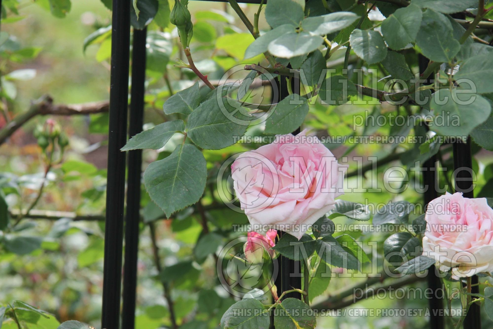 Rosa Madame Butterfly (Hybrid Tea Rose) 1