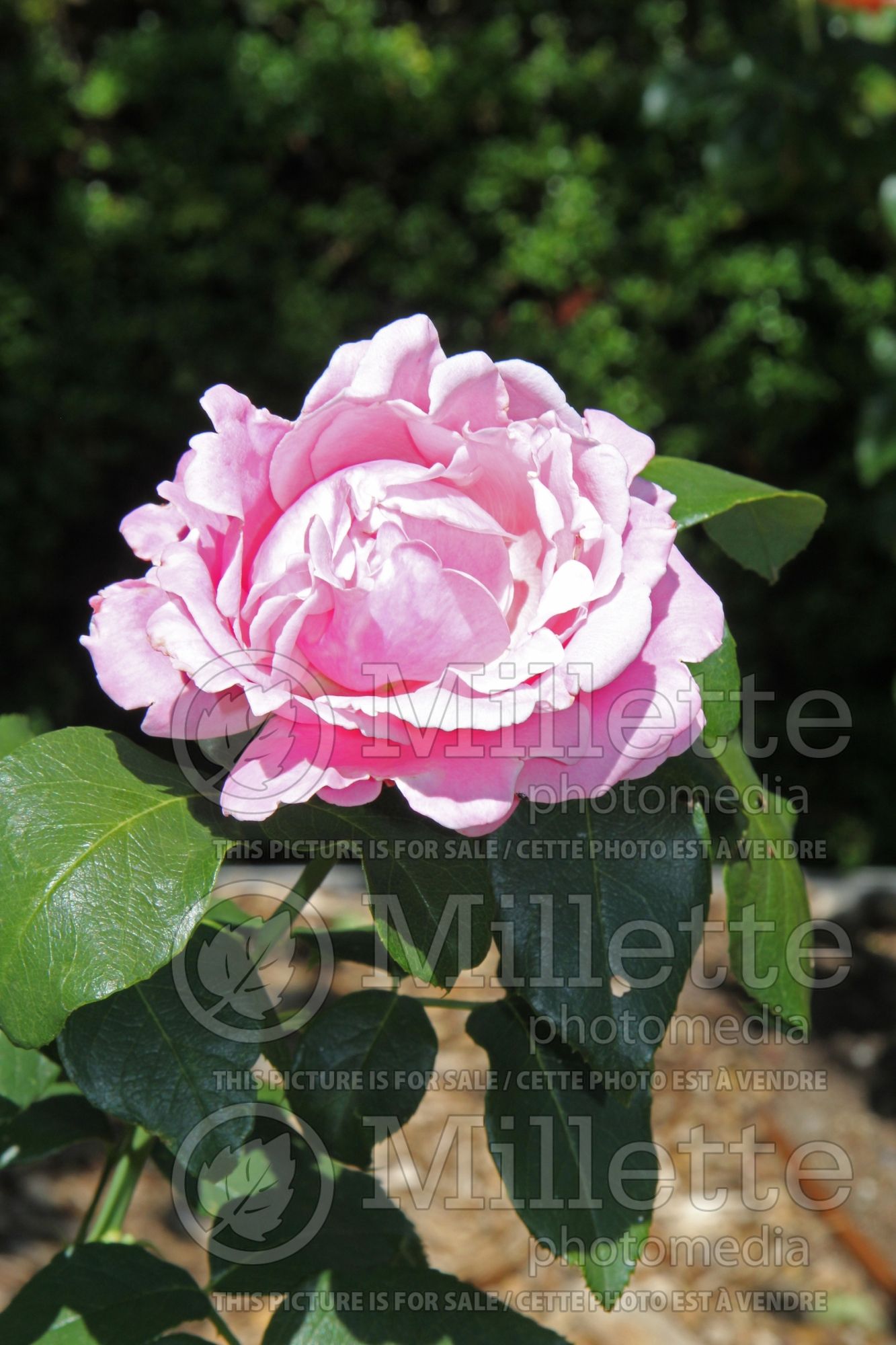 Rosa Memorial Day (Hybrid Tea Rose) 7