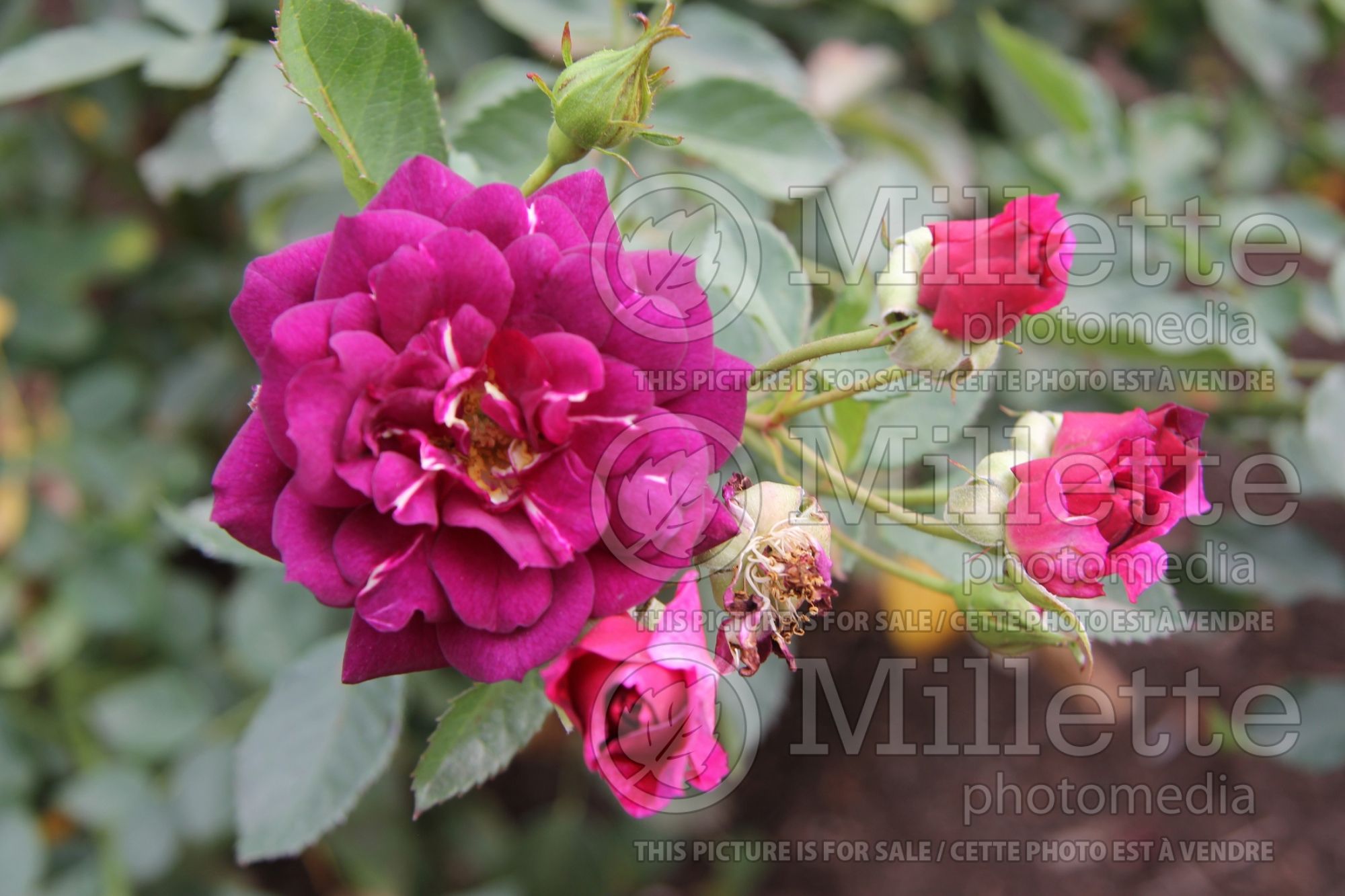 Rosa Midnight Blue (Shrub Rose) 2