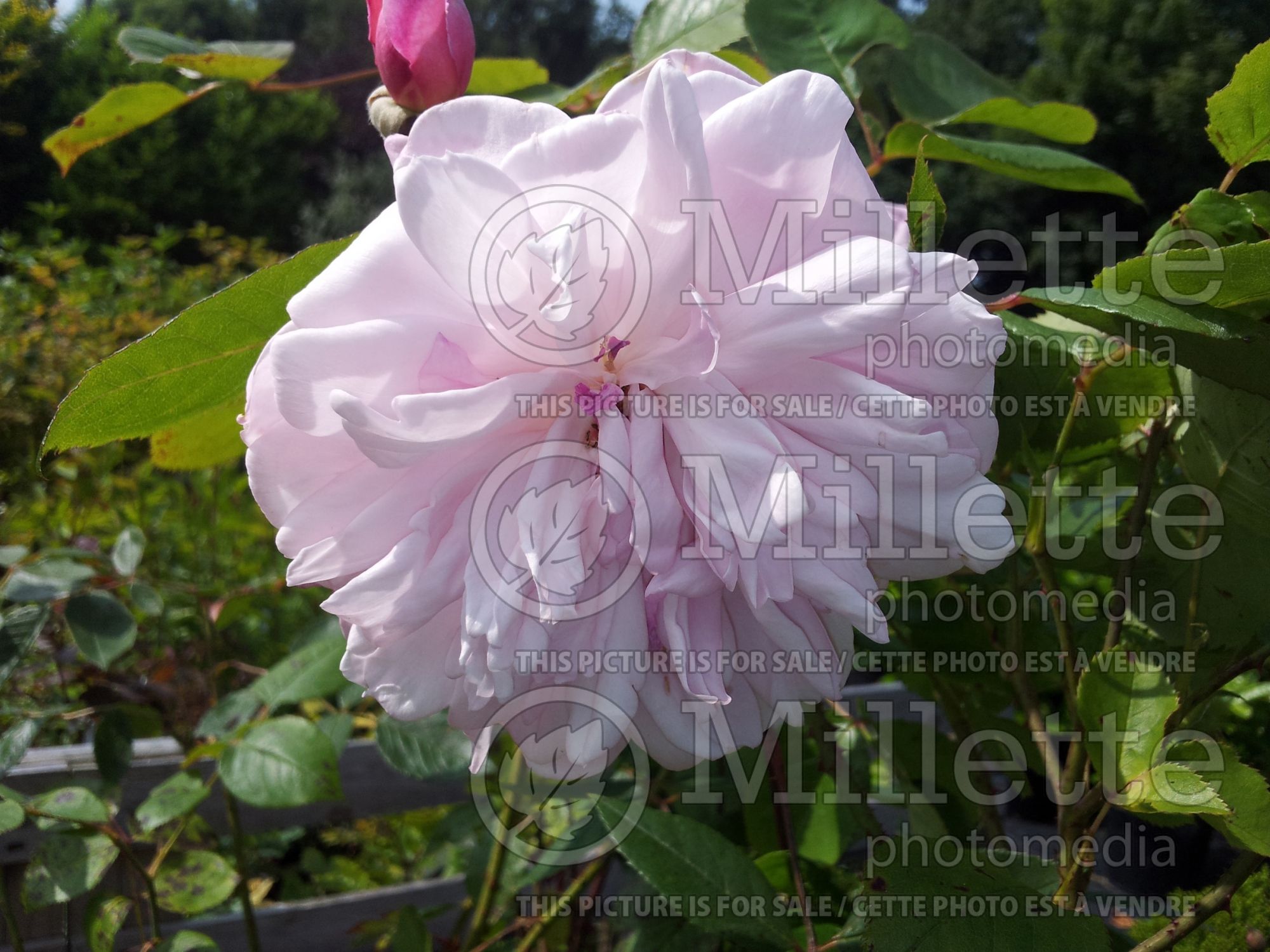 Rosa Mortimer Sackler aka Ausorts (Climbing Rose) 2