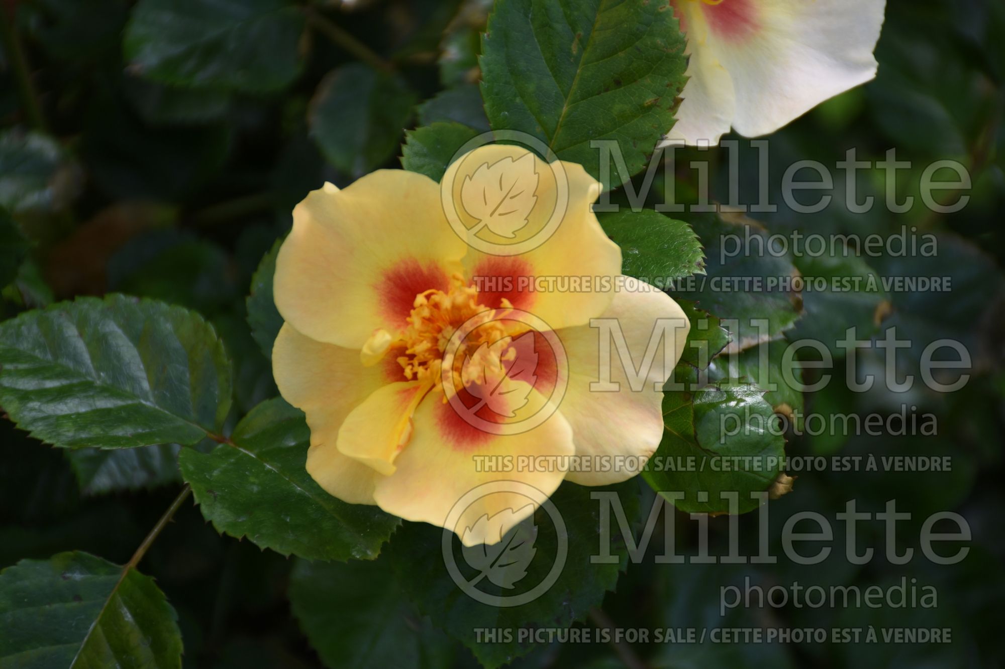 Rosa Ringo aka ChewBullseye (Shrub rose) 1