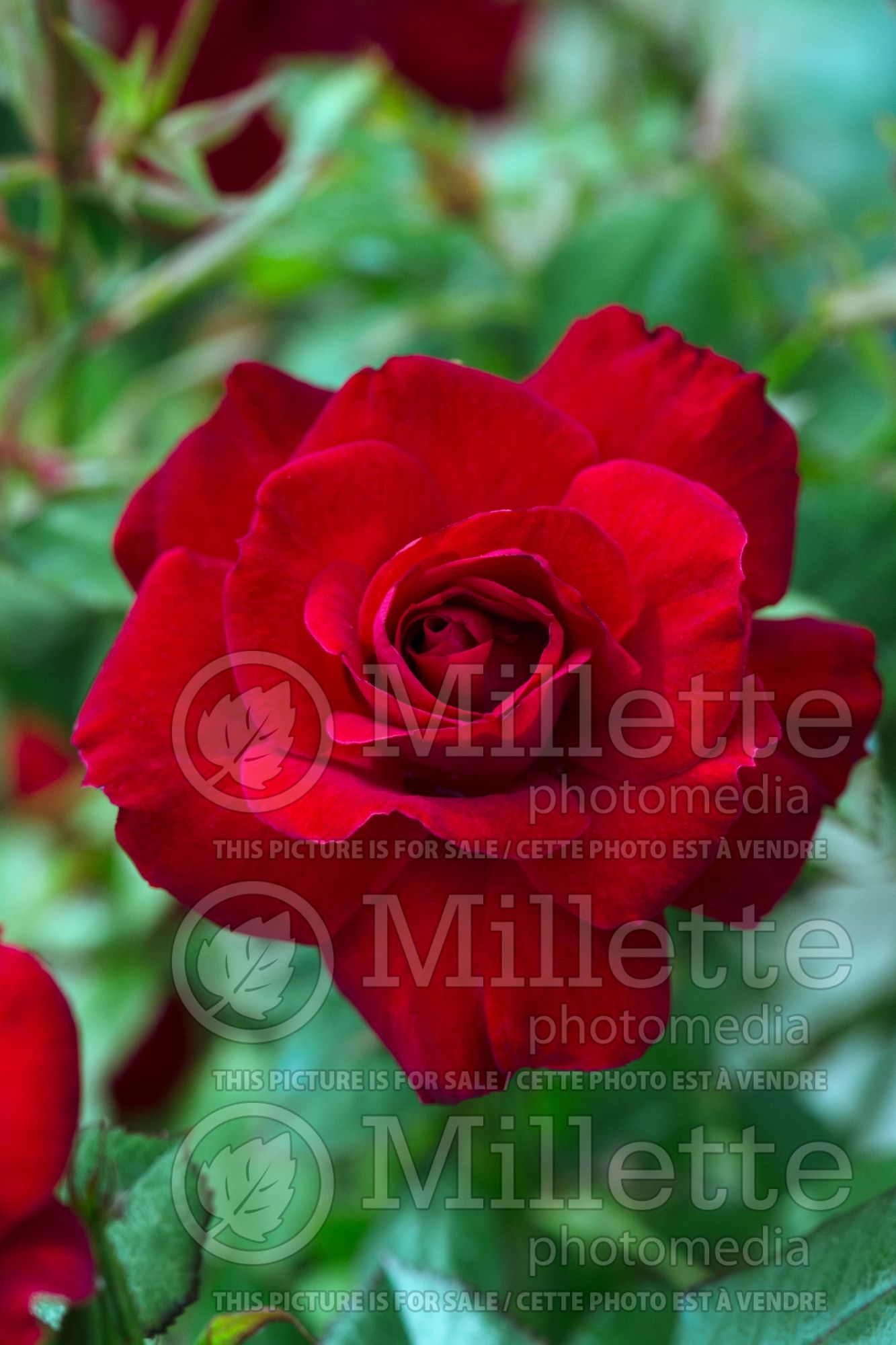 Rosa Ruby Ruby (Patio rose) 2