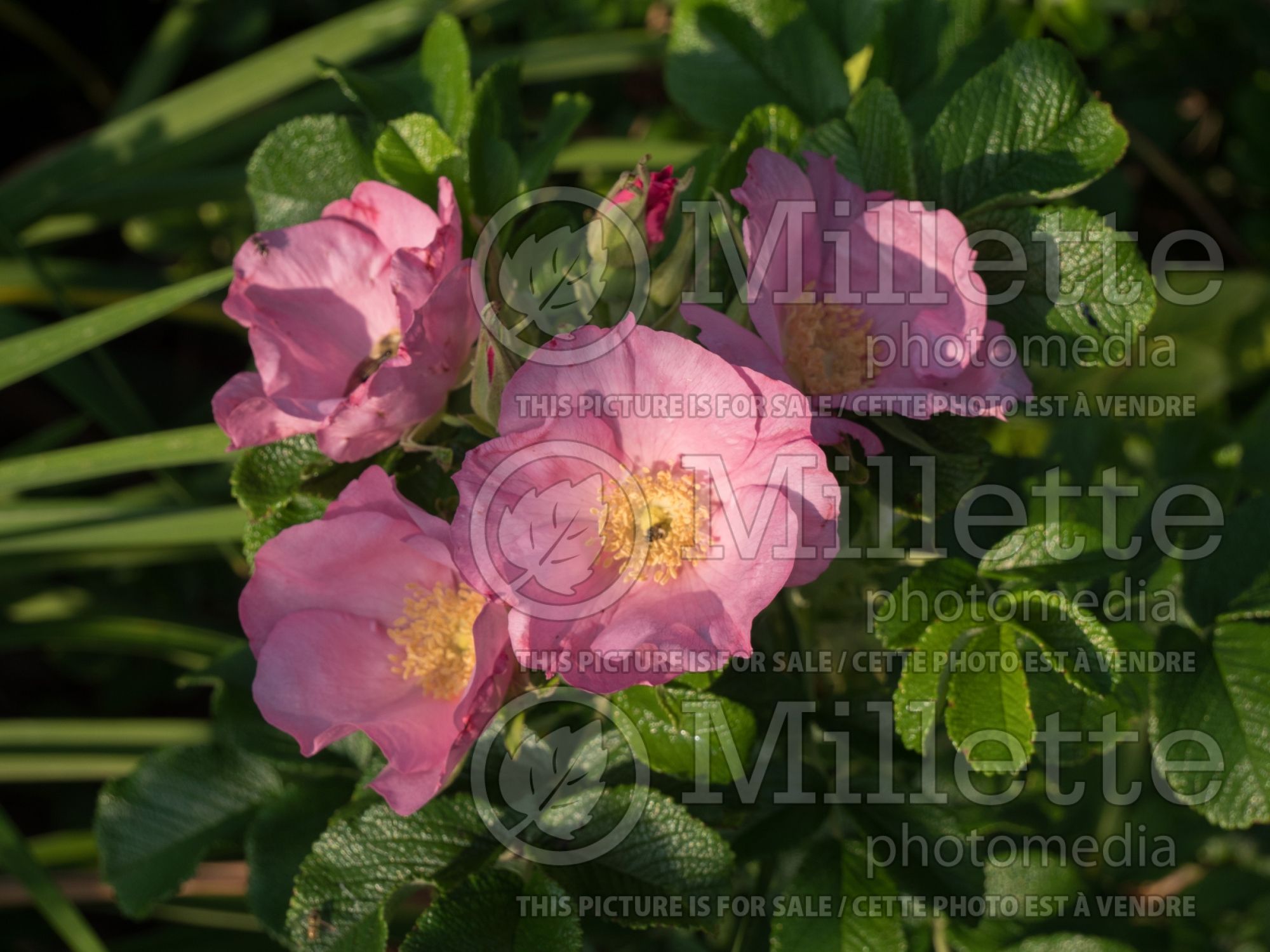 Rosa Frau Dagmar Hastrup (Shrub Rose) 4