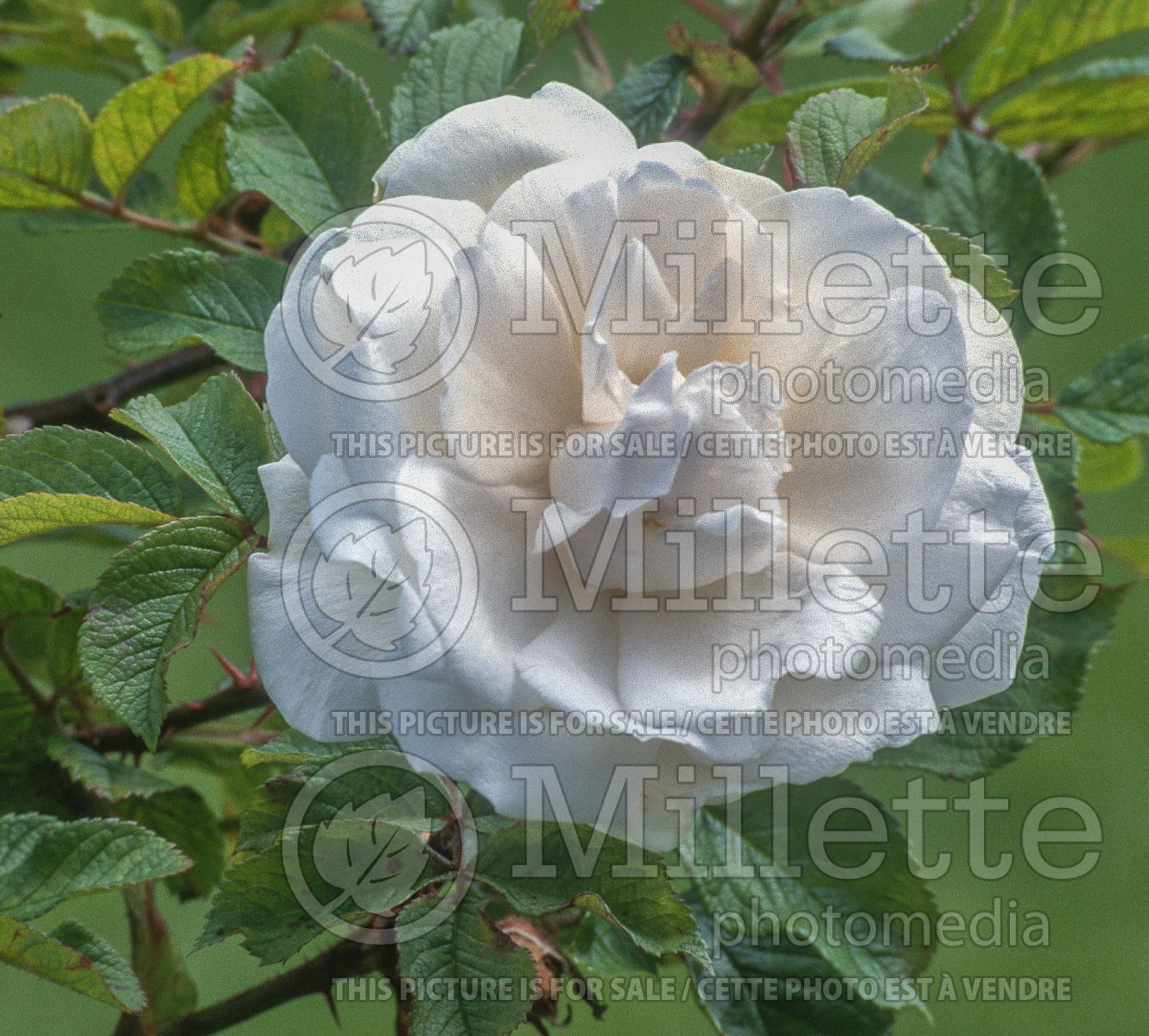 Rosa Sir Thomas Lipton (Shrub Rose) 2