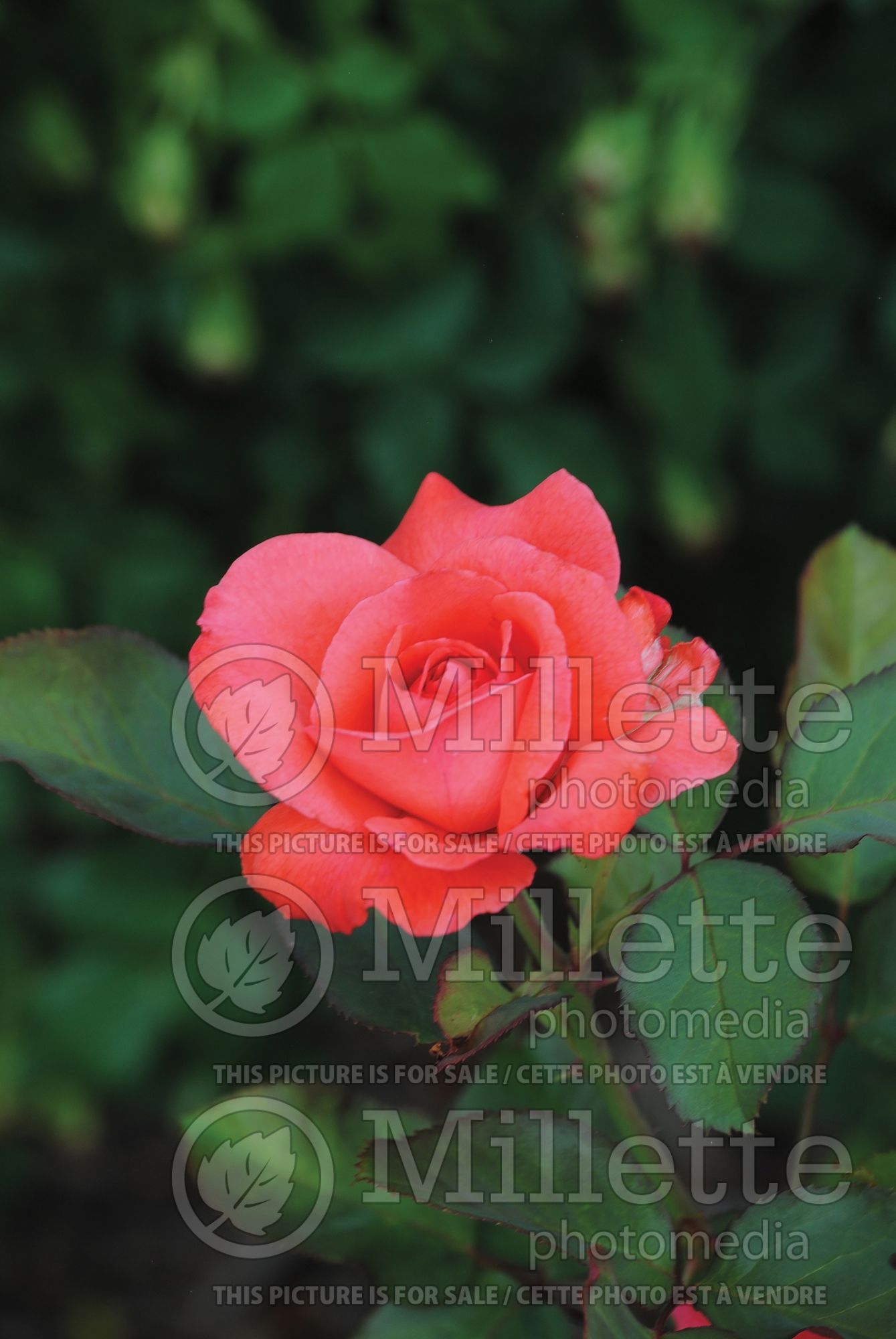 Rosa Timeless (Hybrid Tea Rose) 5