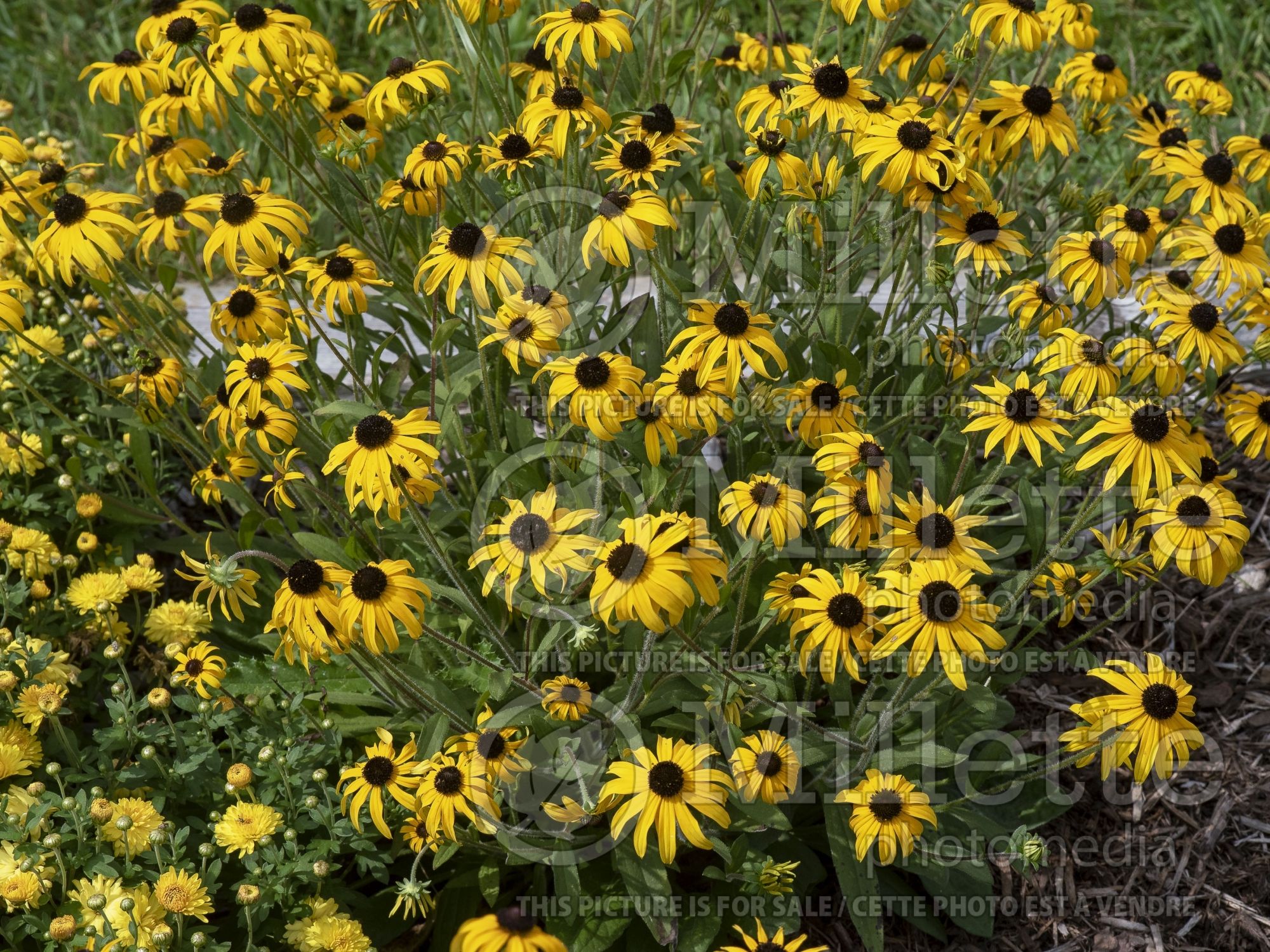 Rudbeckia American Gold Rush (Daisy flower) 1