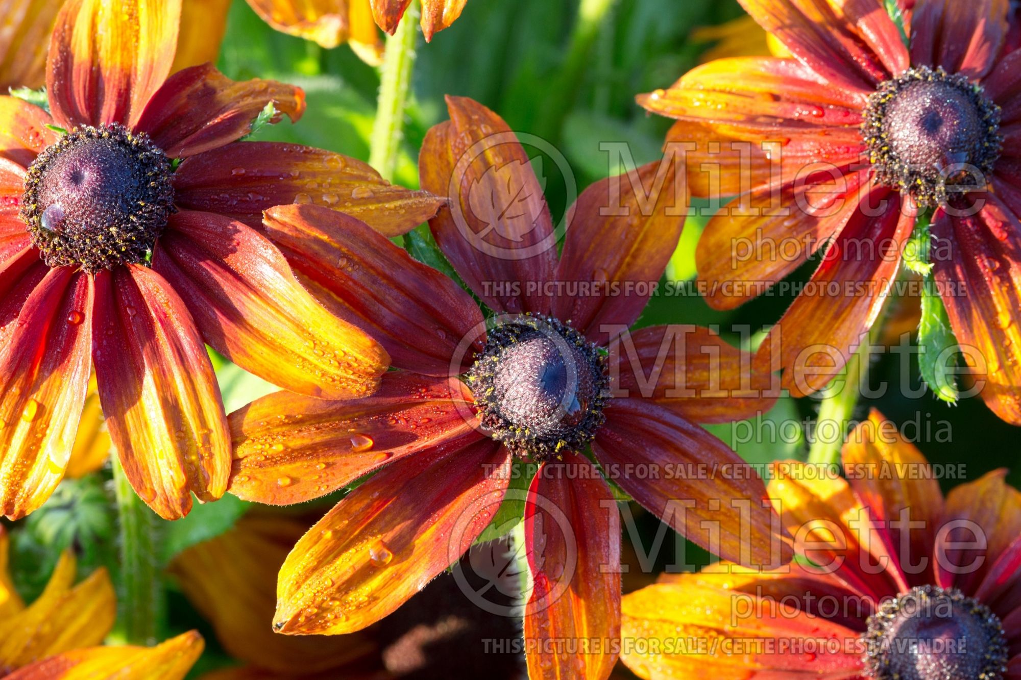 Rudbeckia Autumn Colors (Black-eyed Susan) 5