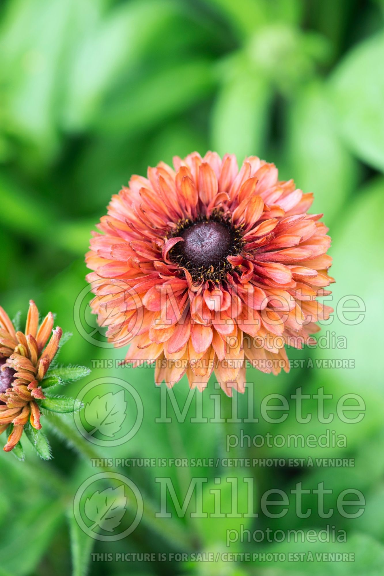 Rudbeckia Sahara (Black-eyed Susan) 4