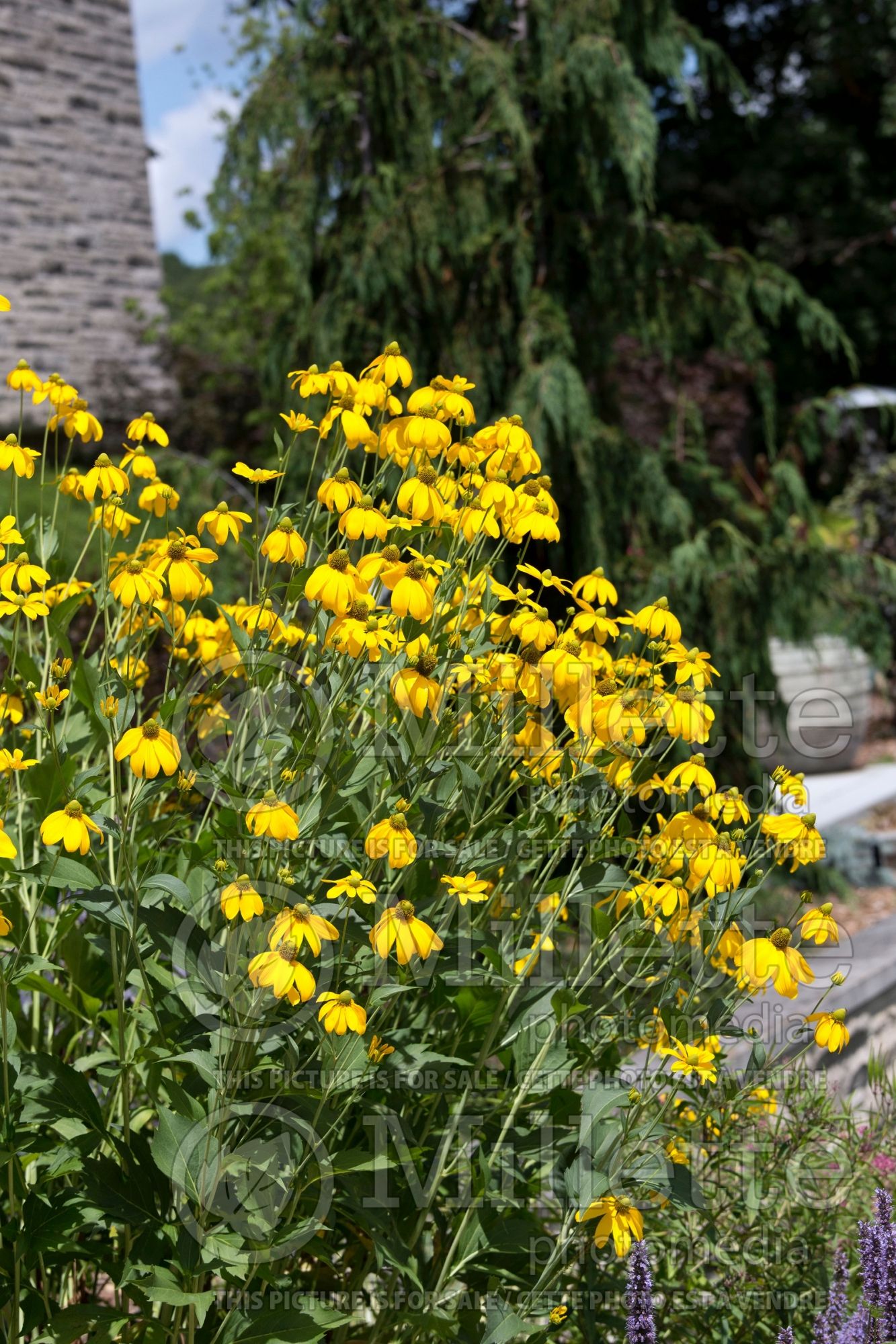 Rudbeckia Autumn Sun aka Herbstsonne (Black-eyed Susan, Coneflower) 5