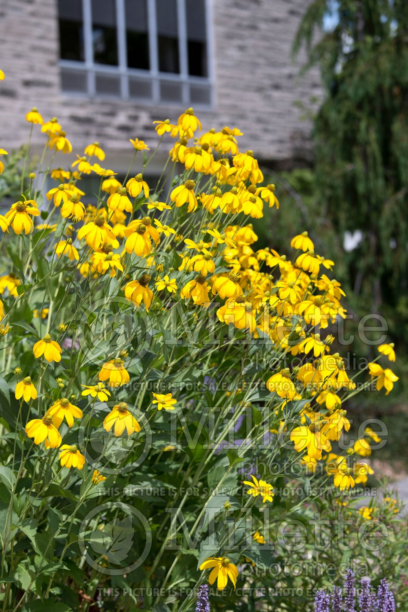 Rudbeckia Autumn Sun aka Herbstsonne (Black-eyed Susan, Coneflower) 6