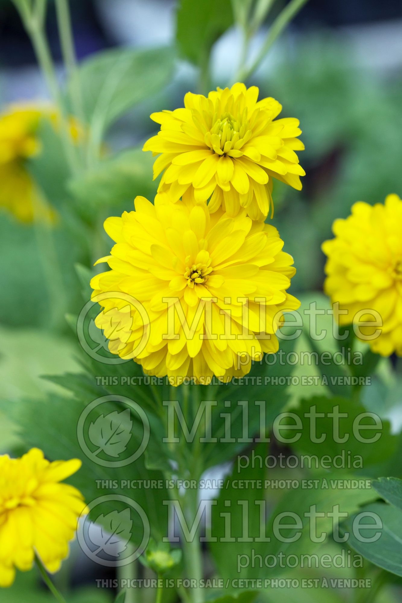 Rudbeckia Goldquelle (Black-eyed Susan) 2