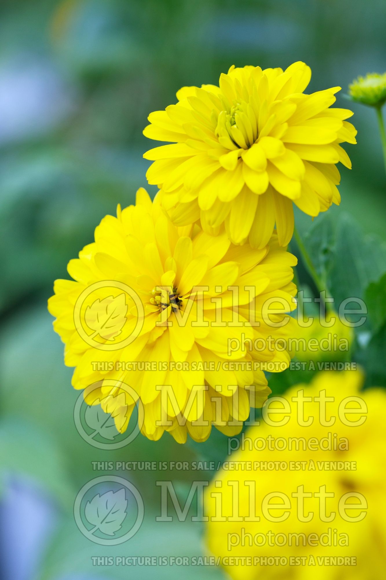 Rudbeckia Goldquelle (Black-eyed Susan) 3