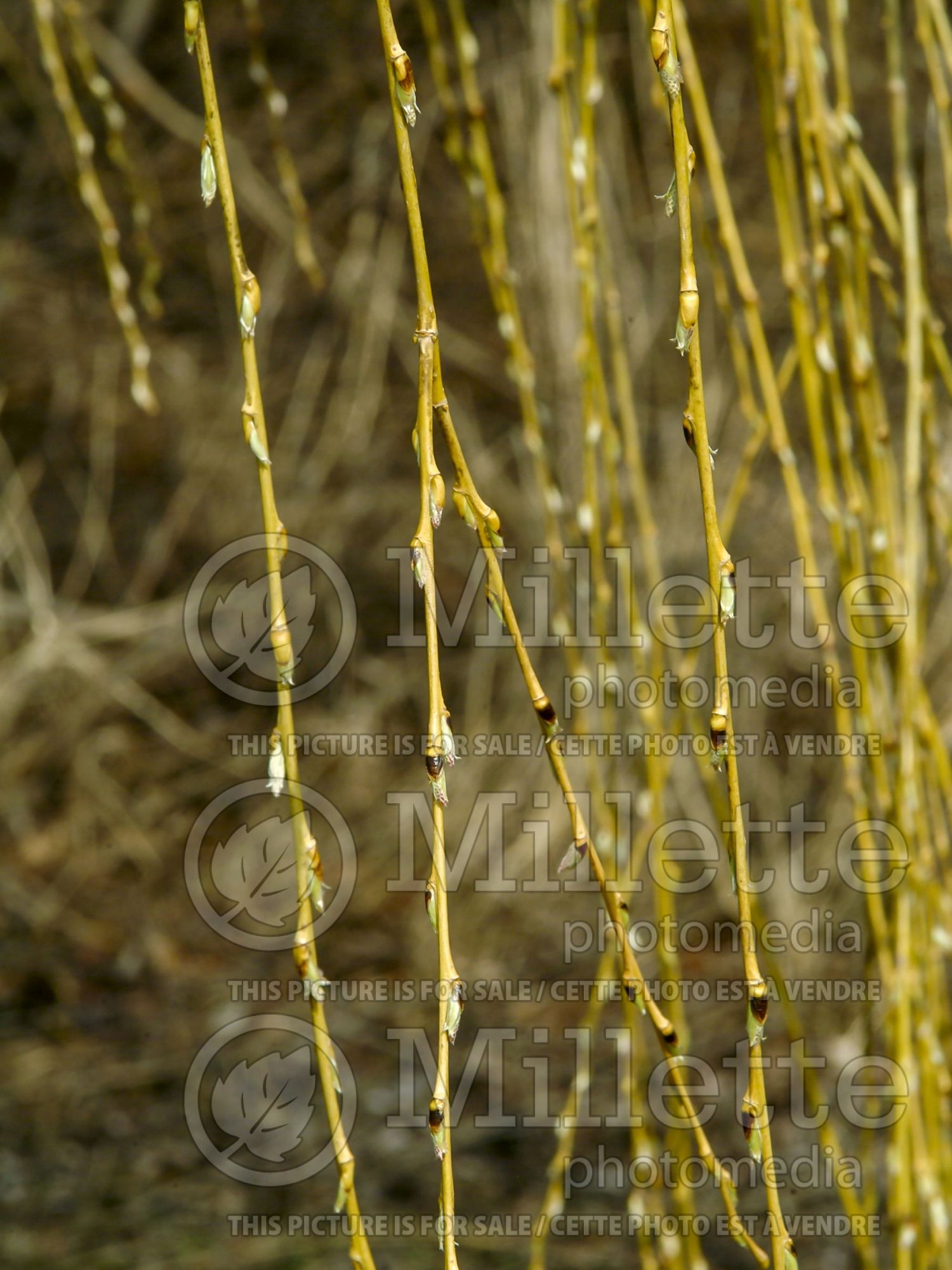 Salix alba (white willow) 3