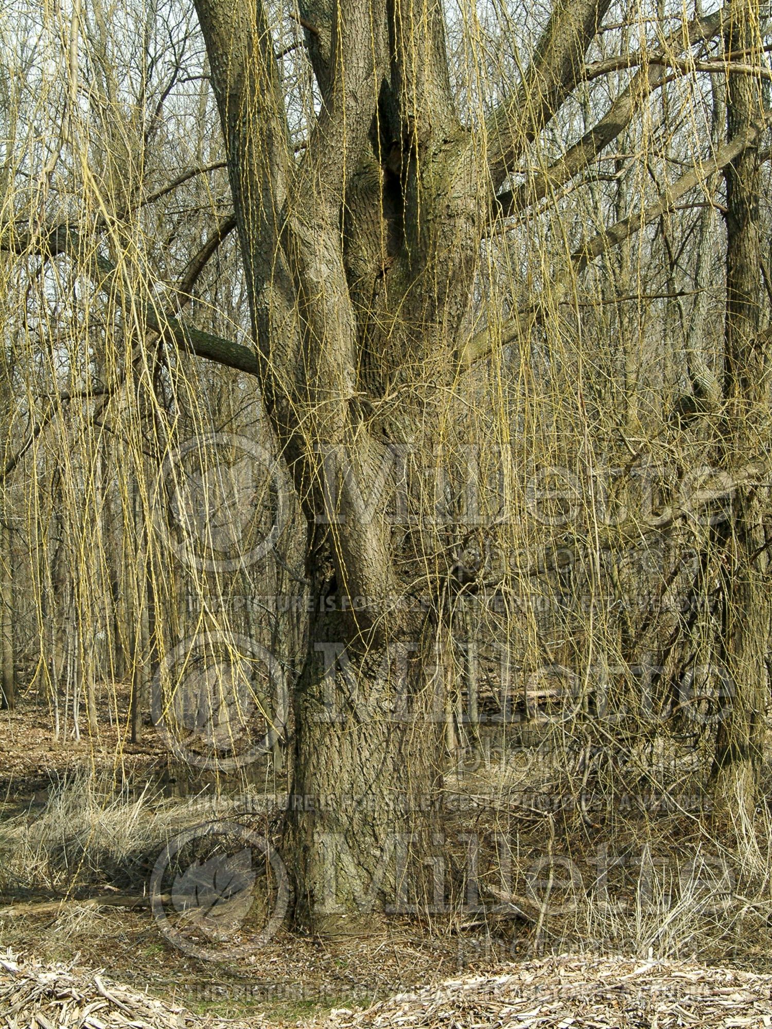 Salix alba (white willow) 2