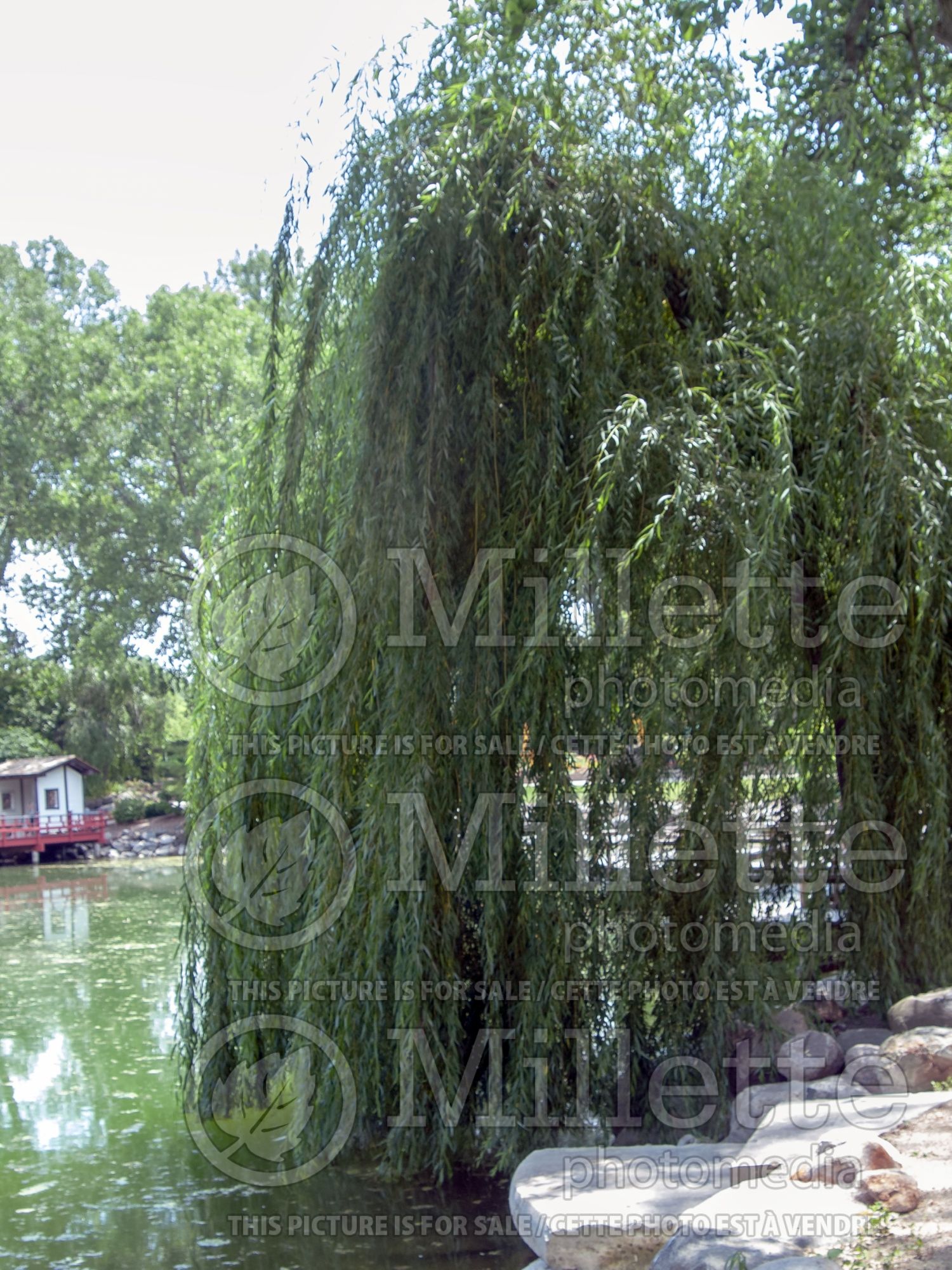 Salix Niobe (Willow) 3