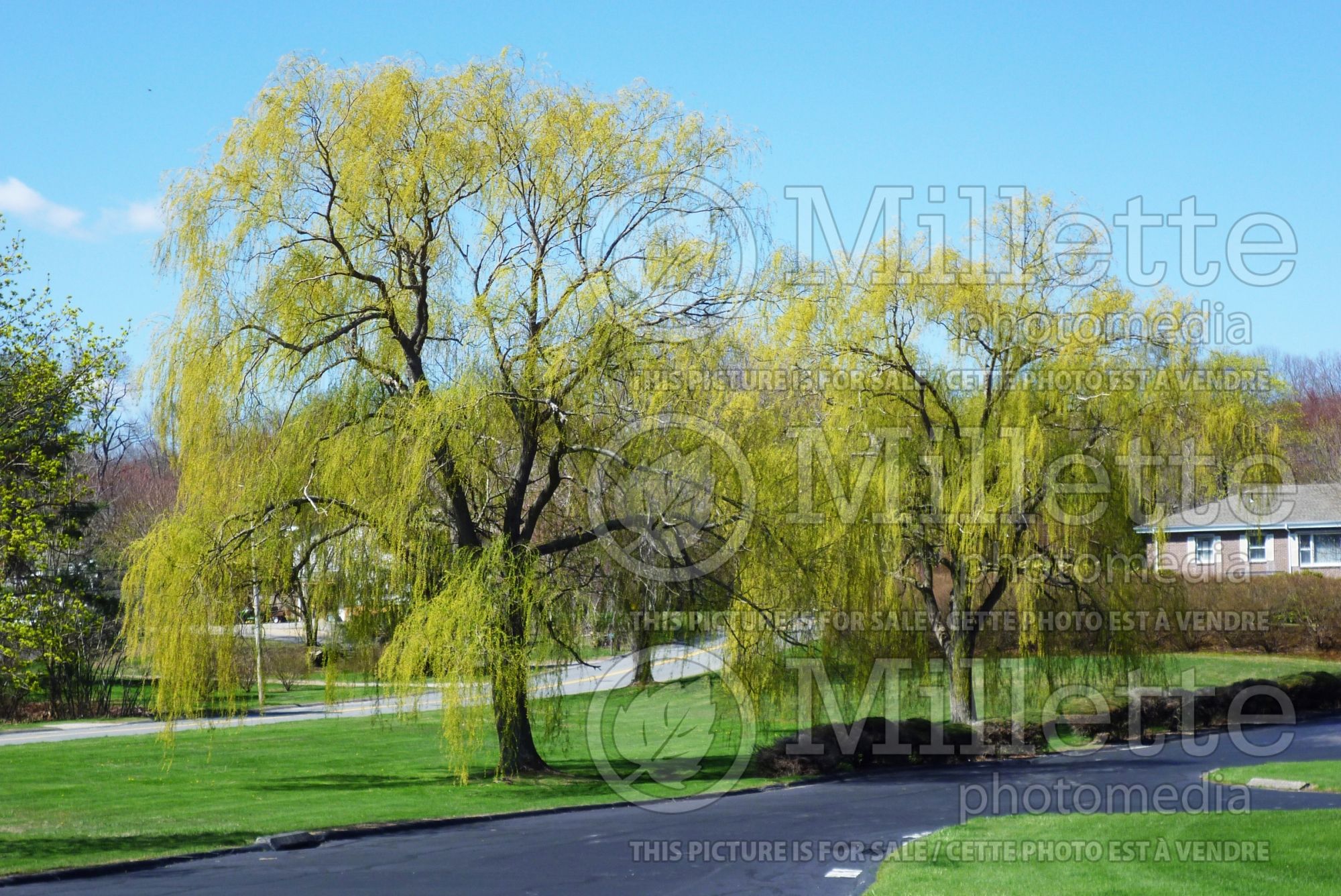Salix Niobe (Willow) 2