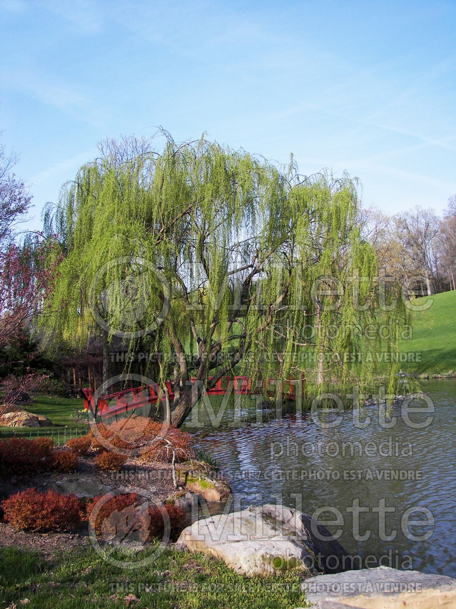 Salix Niobe (Willow) 1