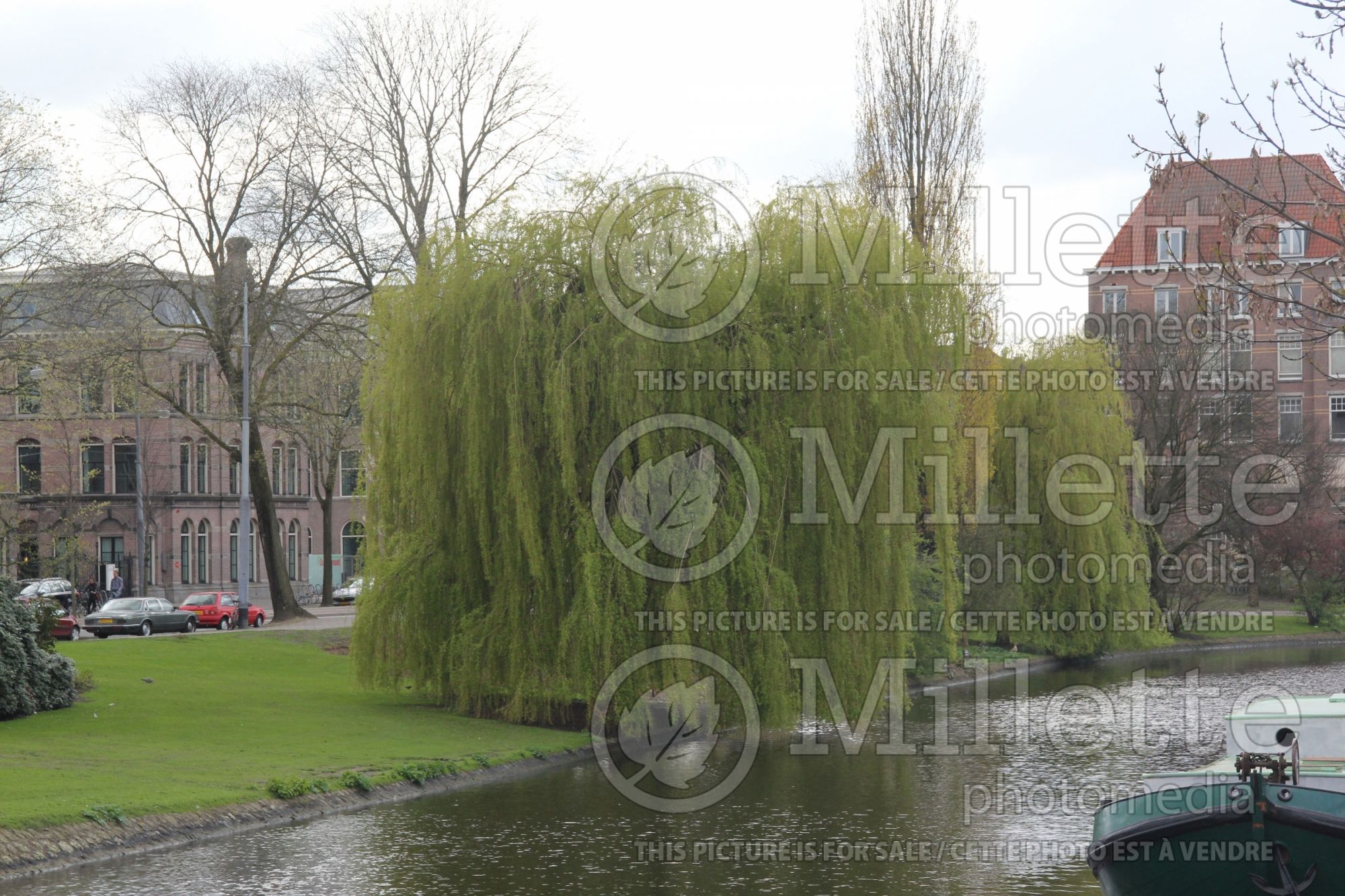 Salix babylonica (Weeping willow) 6