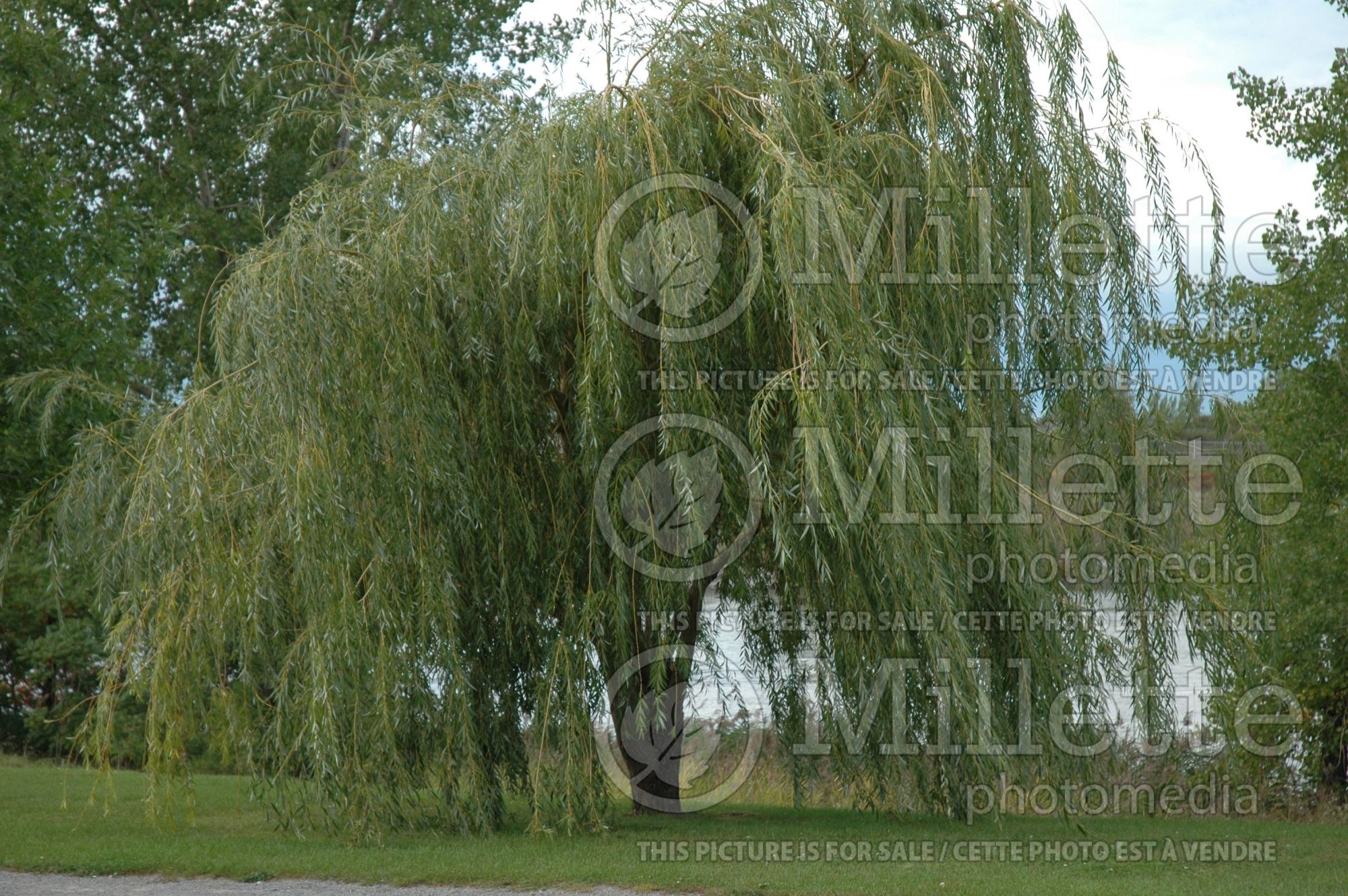 Salix babylonica (Weeping willow) 7
