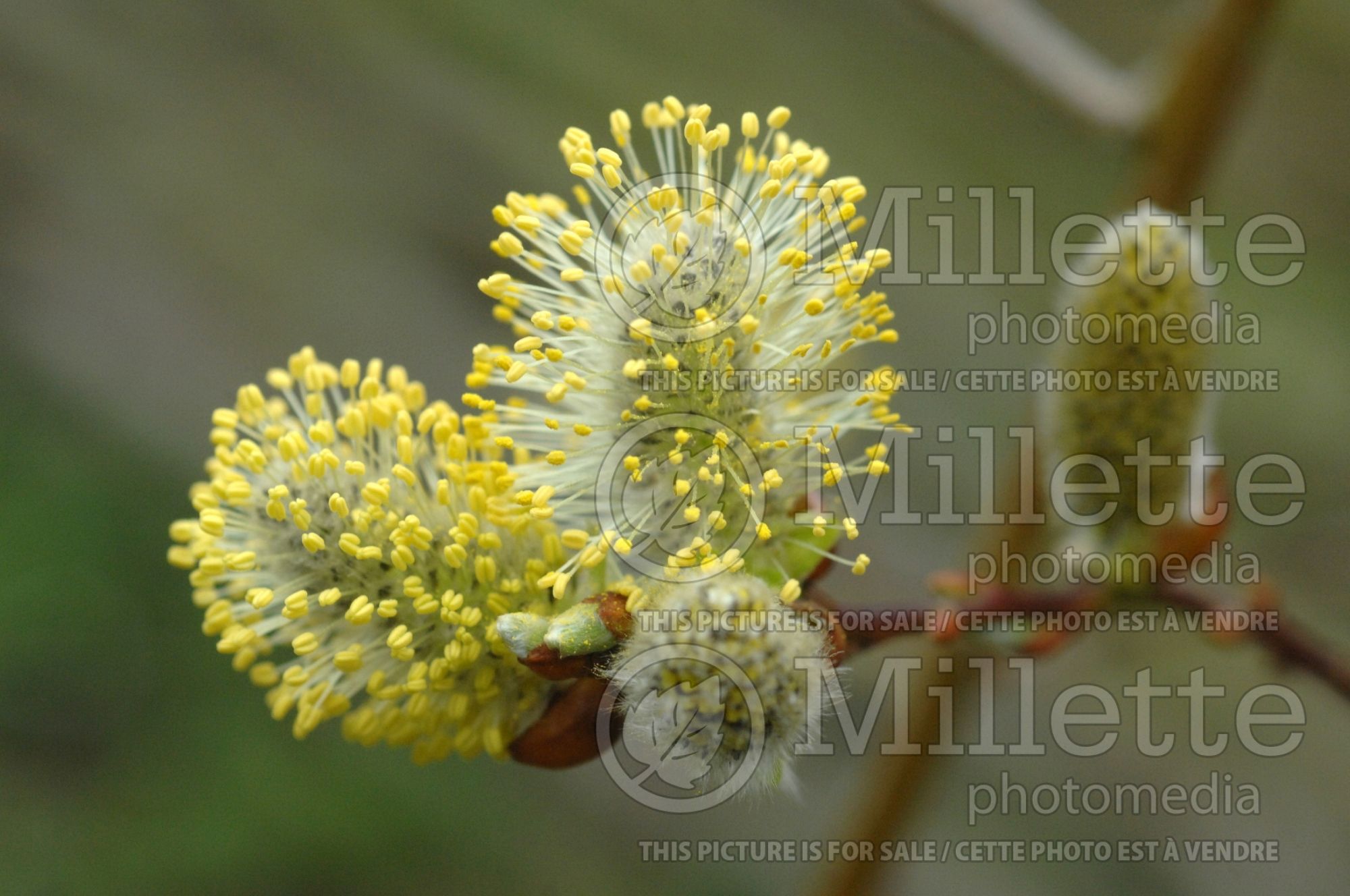 Salix babylonica (Weeping willow) 9