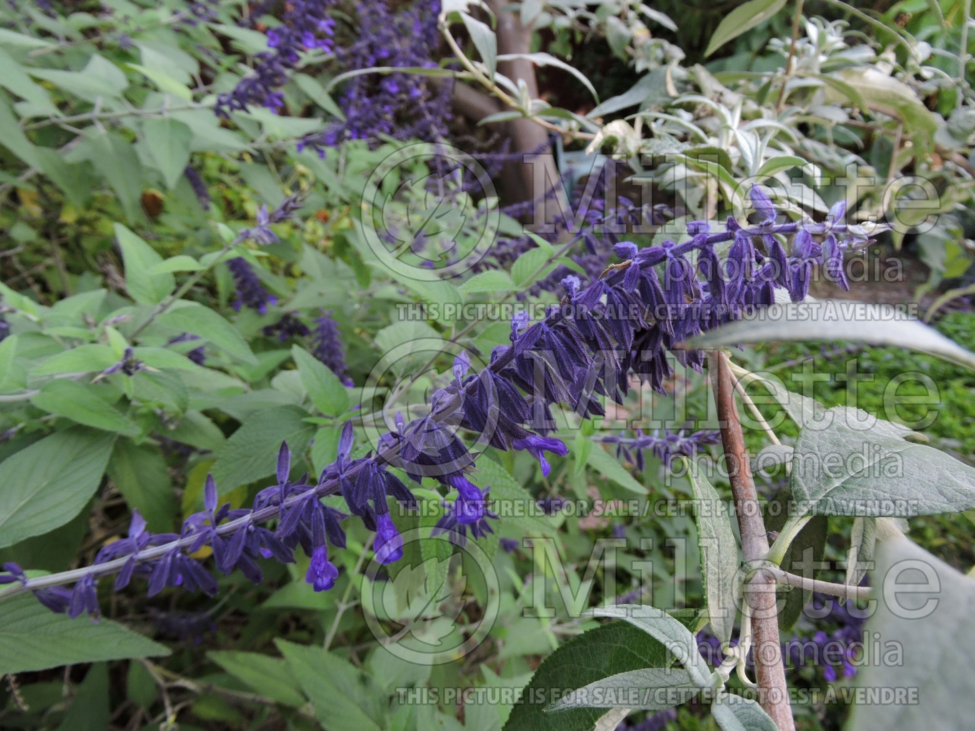 Salvia Anthony Parker (Sage) 4
