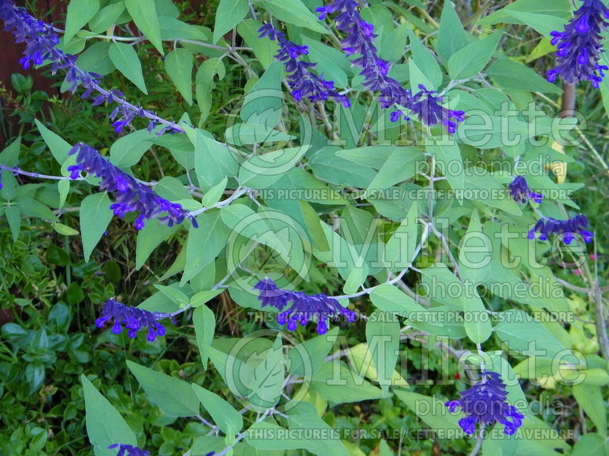 Salvia Anthony Parker (Sage) 5