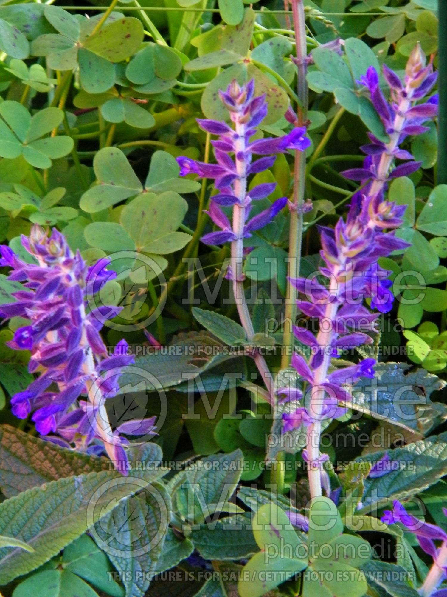 Salvia Anthony Parker (Sage) 6