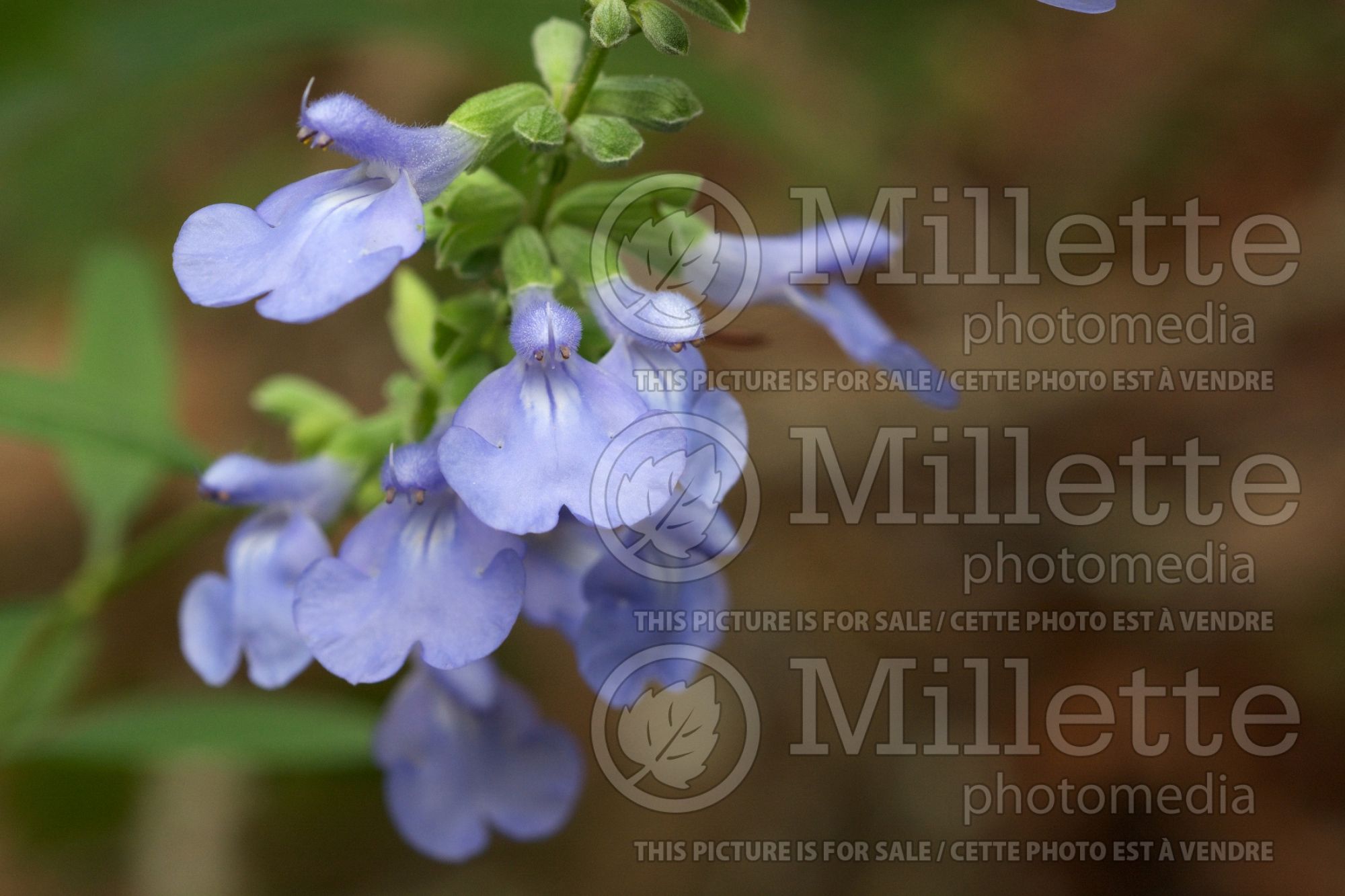 Salvia azurea (blue sage) 4