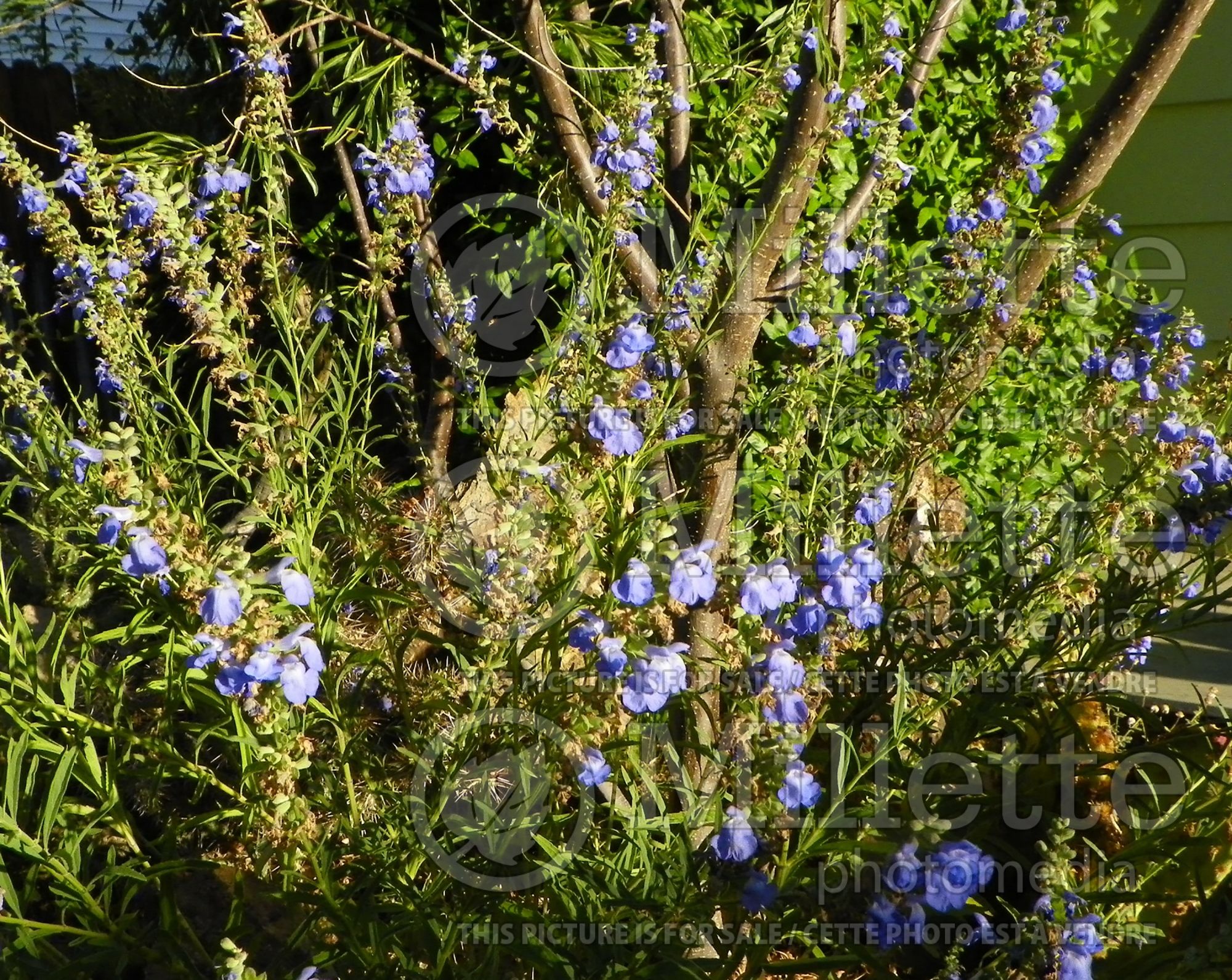 Salvia azurea (blue sage) 1