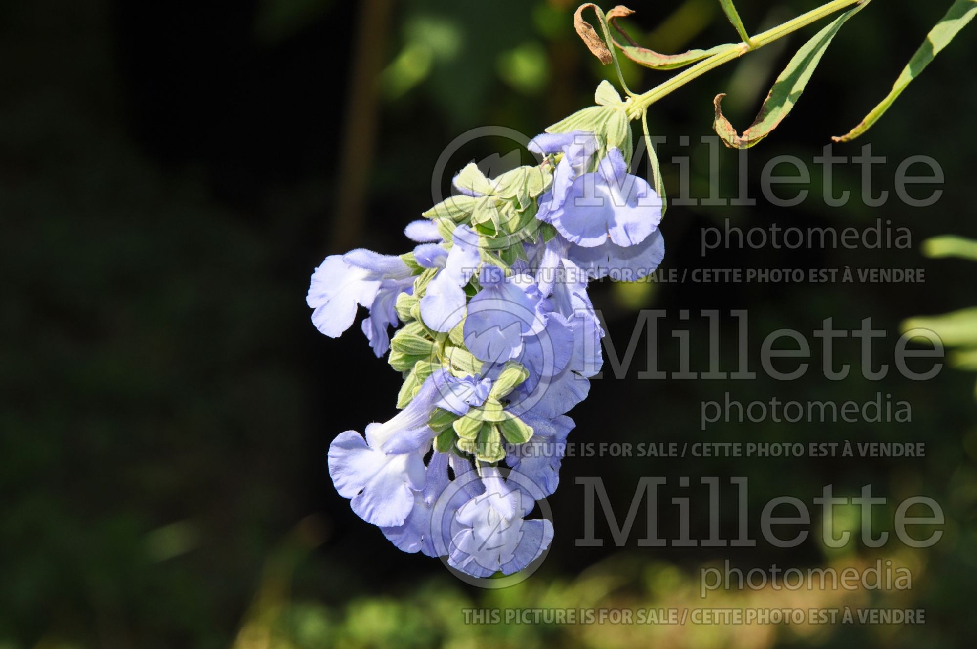 Salvia azurea (blue sage) 2