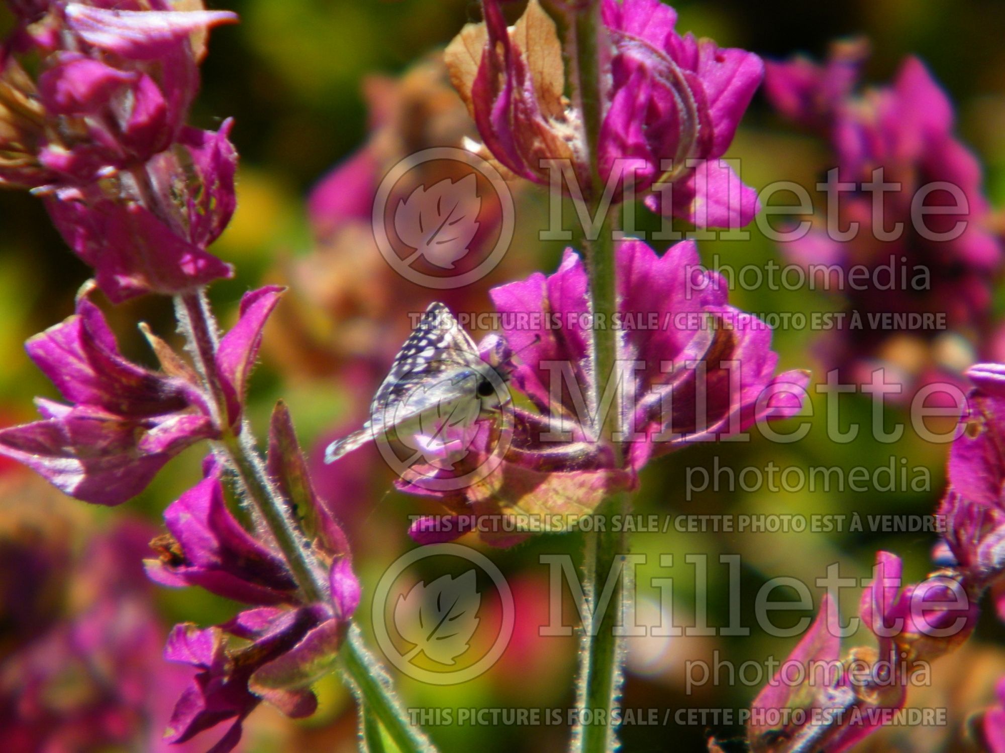 Salvia canariensis var. candidissima (Canary Island Sage) 1