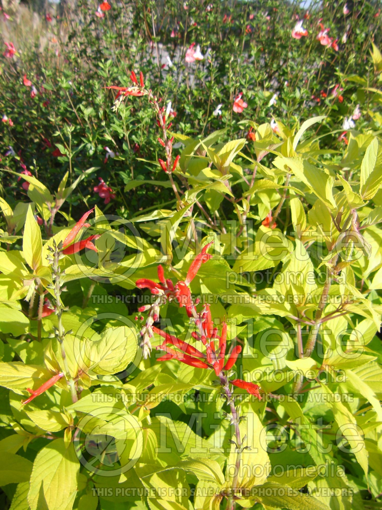 Salvia Golden Delicious (Sage) 8
