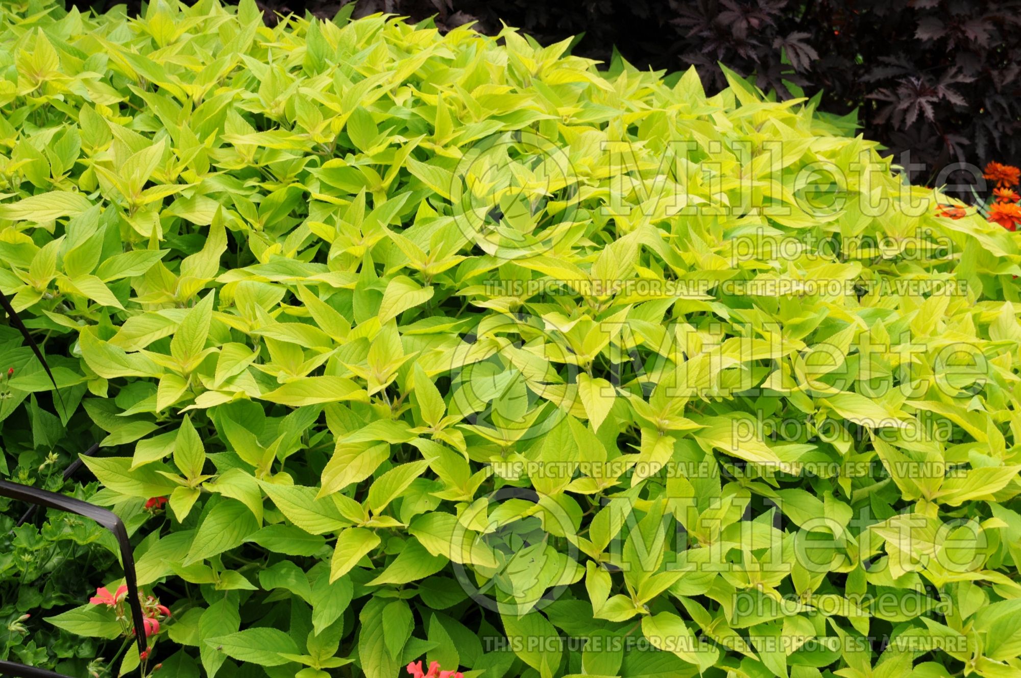 Salvia Golden Delicious (Sage) 6