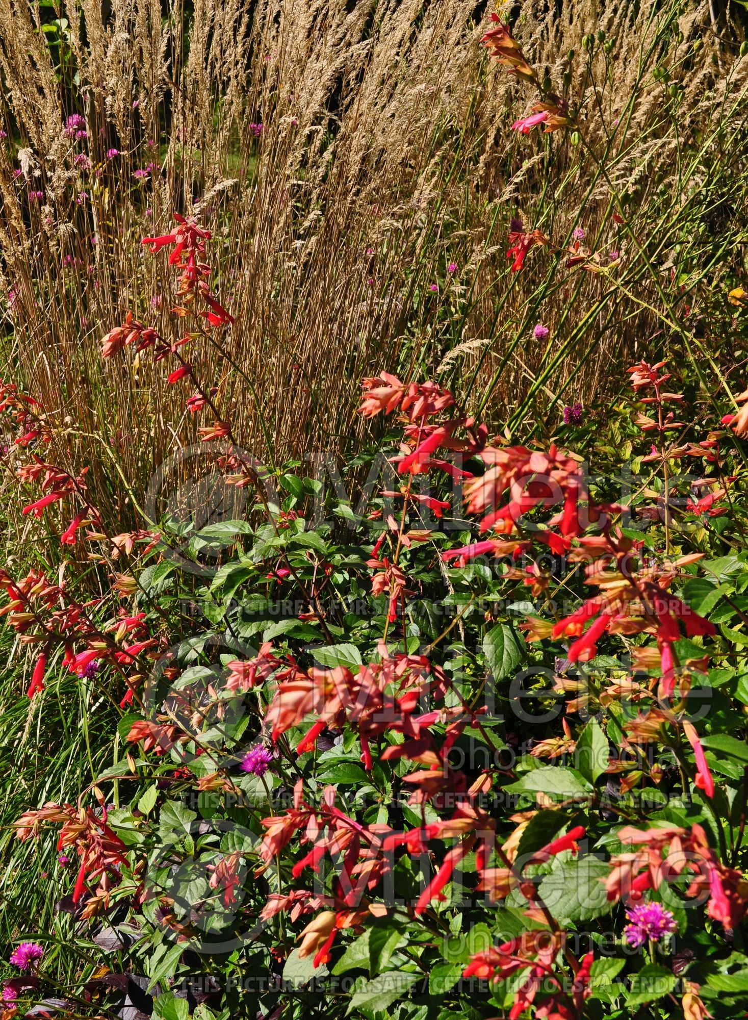 Salvia Ember's Wish (Sage) 1