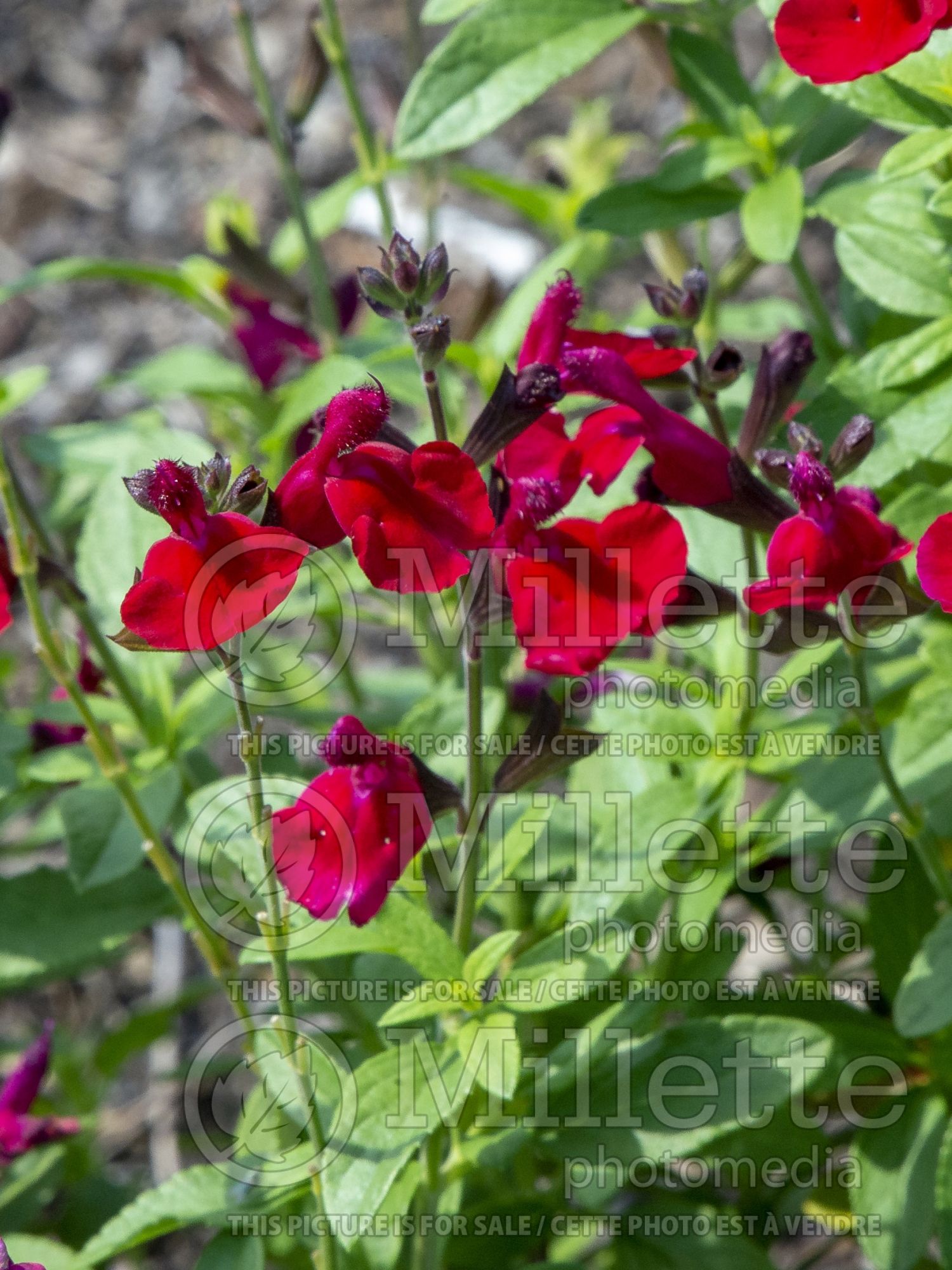 Salvia Mirage Cherry Red (Autumn Sage) 3