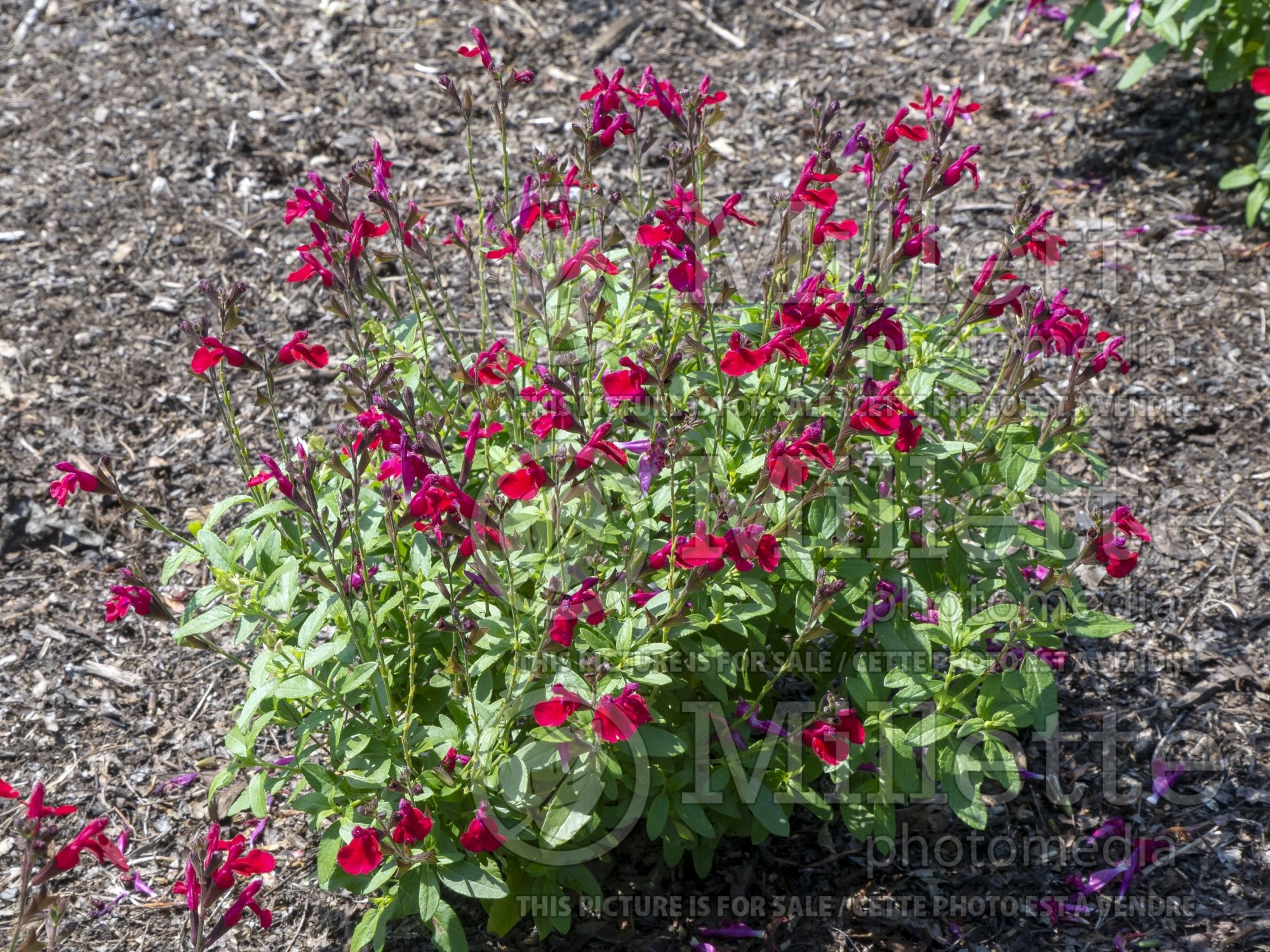 Salvia Mirage Cherry Red (Autumn Sage) 1