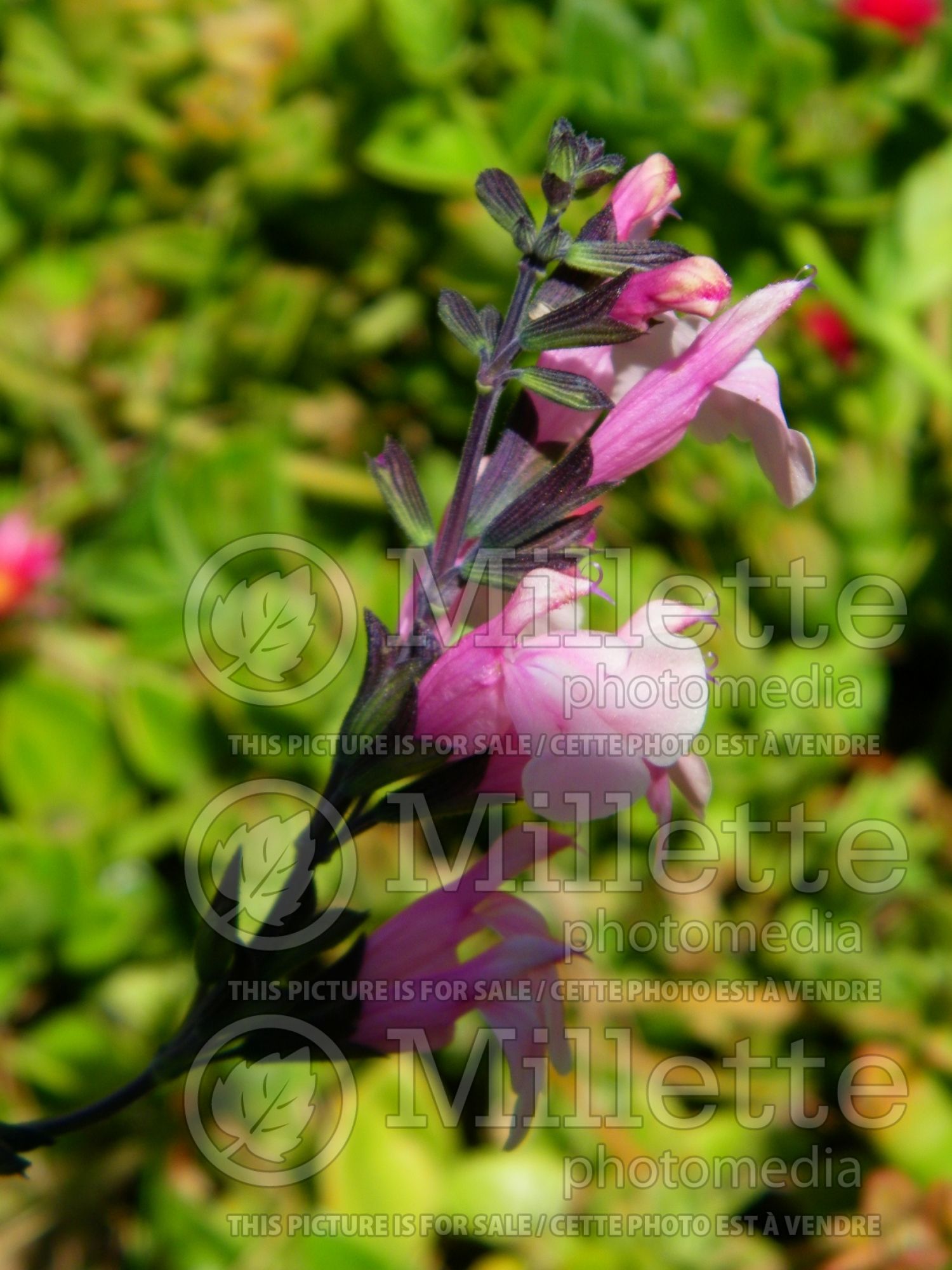 Salvia Stormy Pink (Autumn Sage) 1