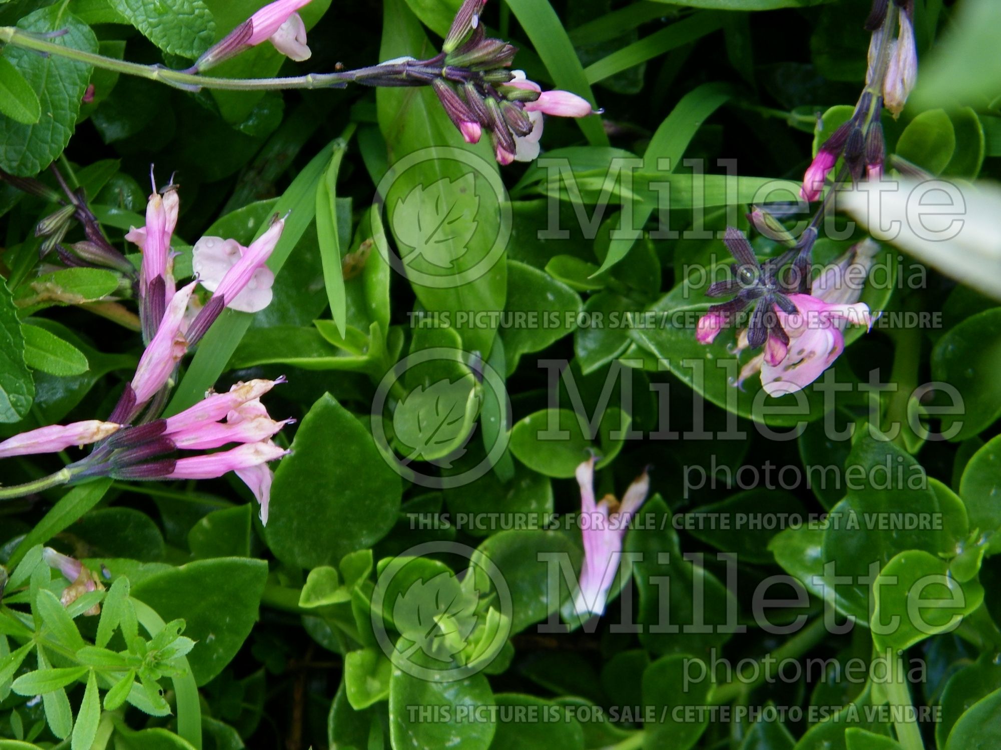 Salvia Stormy Pink (Autumn Sage) 3