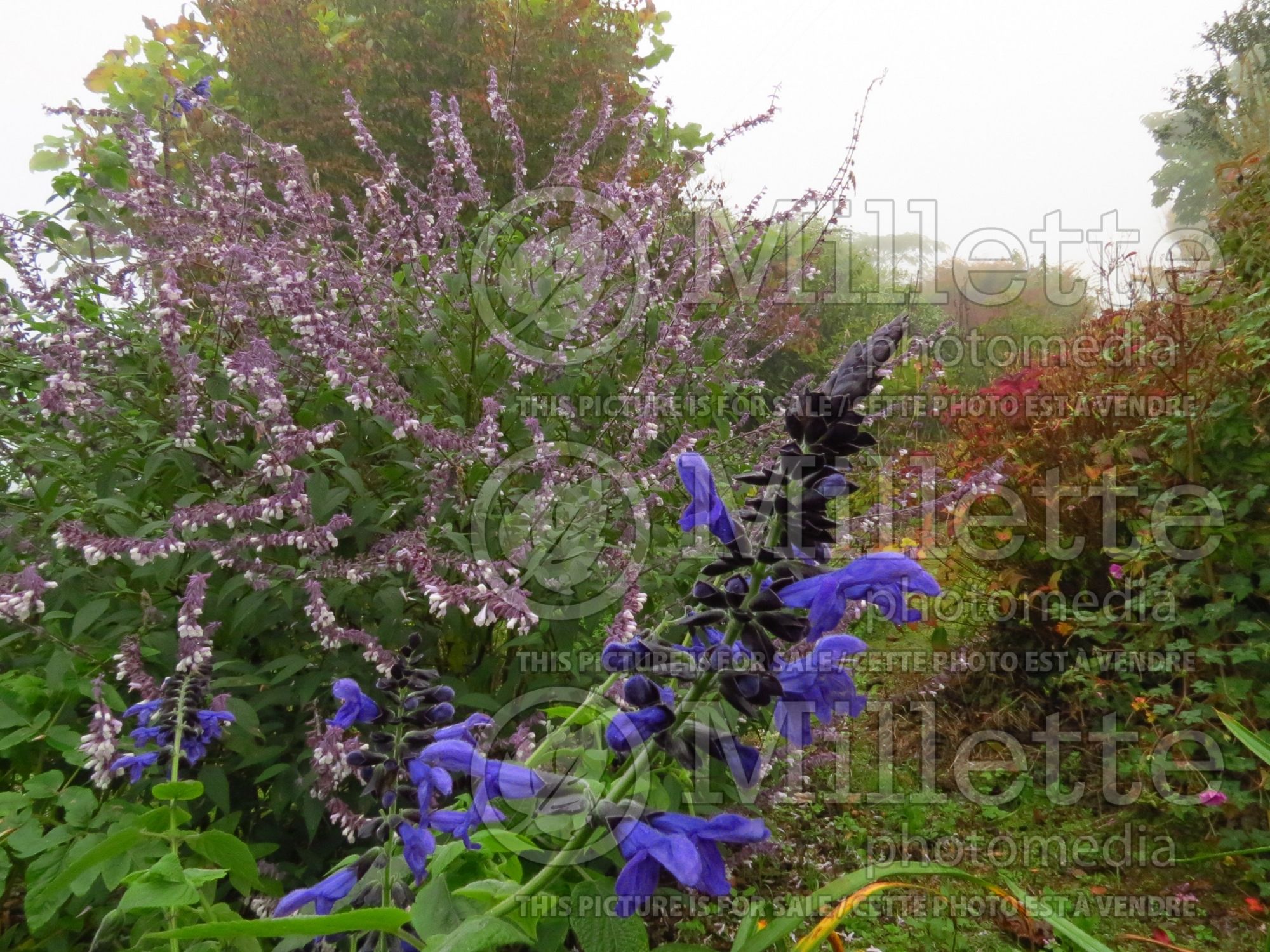 Salvia Black and Blue (Forsythia Sage) 7