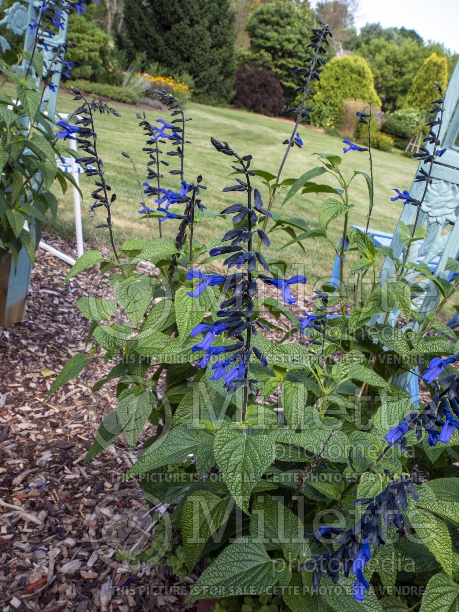 Salvia Black & Bloom (Anise-Scented Sage) 2