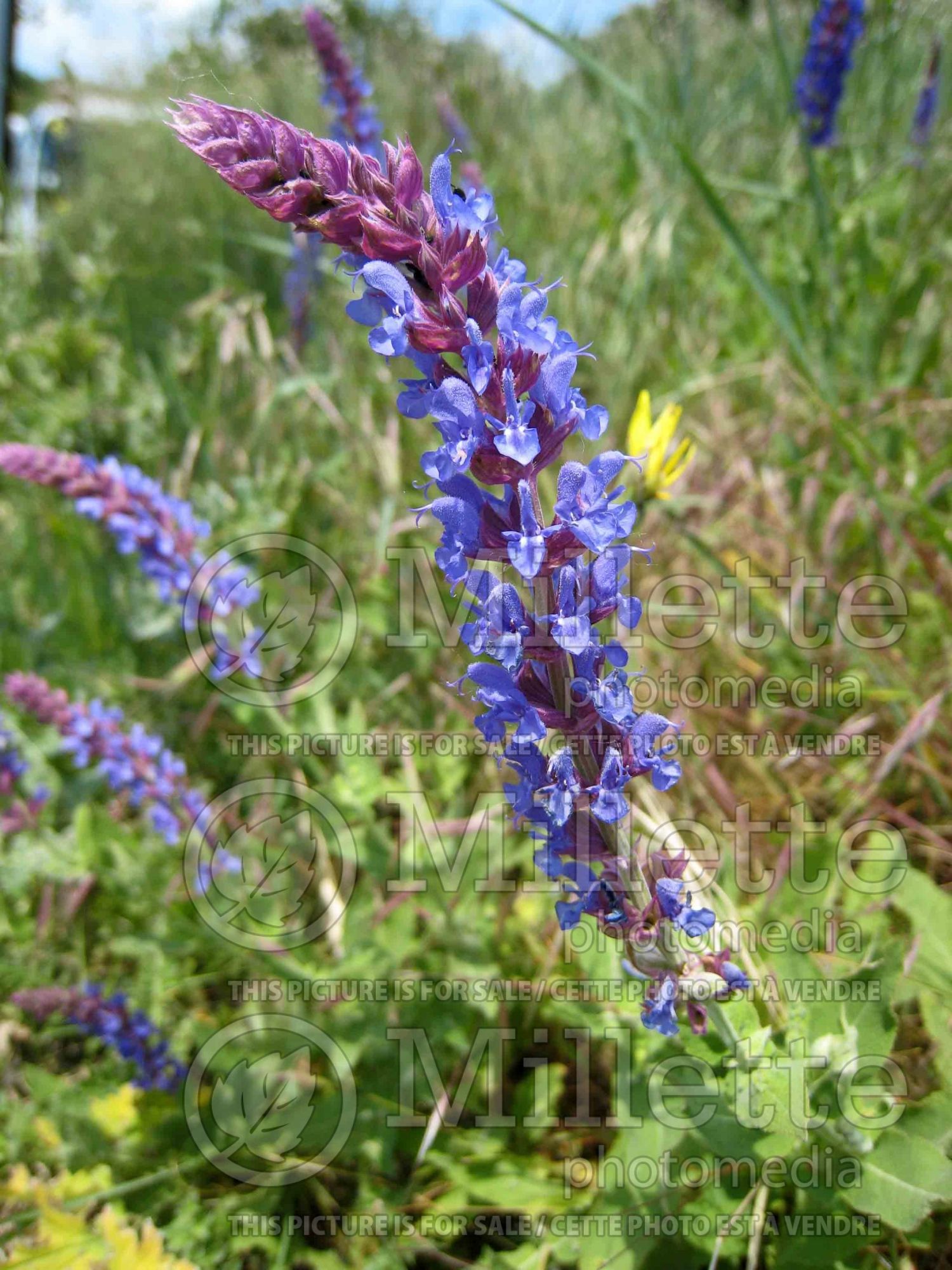 Salvia Indigo Spires (Sage) 8
