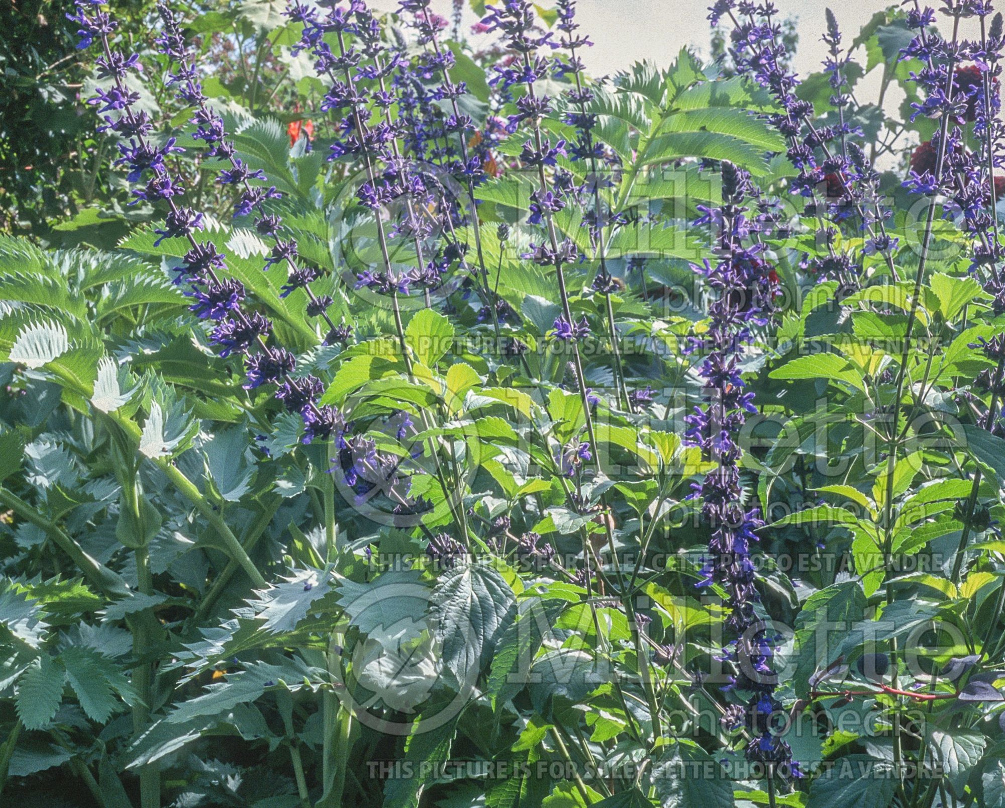 Salvia Indigo Spires (Sage) 6