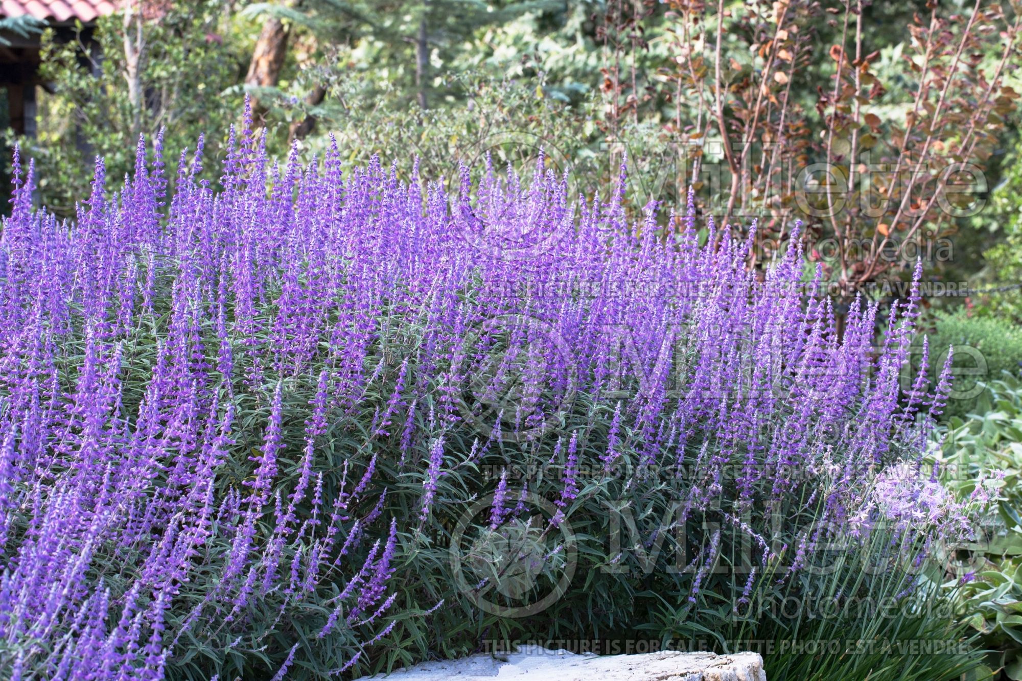 Salvia Santa Barbara (Sage) 7