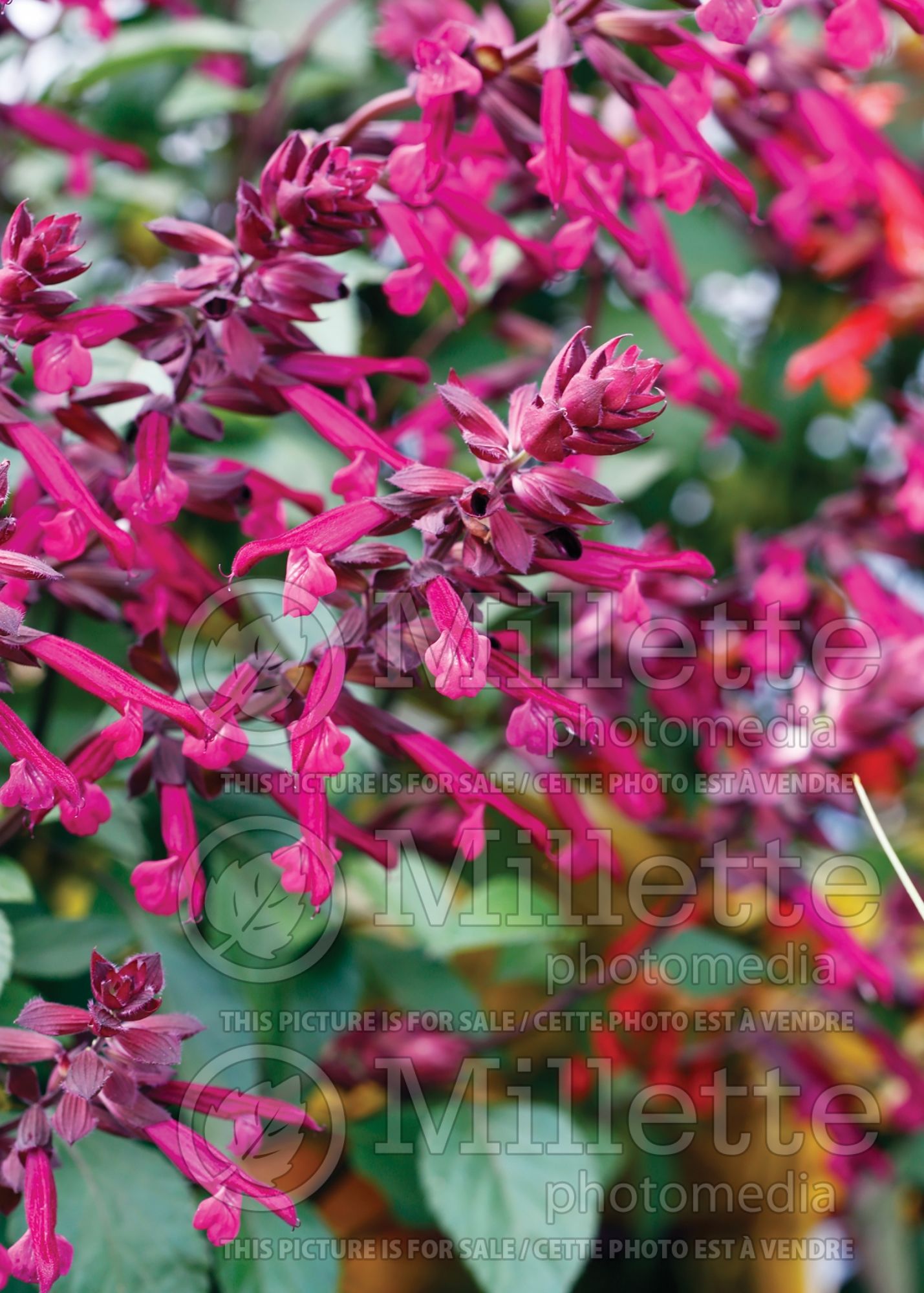 Salvia Love and Wishes (Forsythia Sage) 3