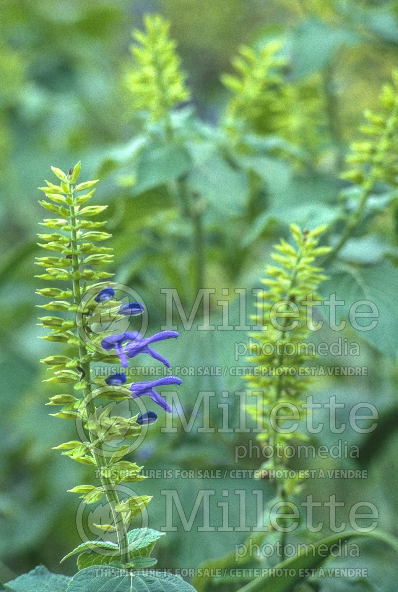Salvia Limelight (Mexican Sage) 5
